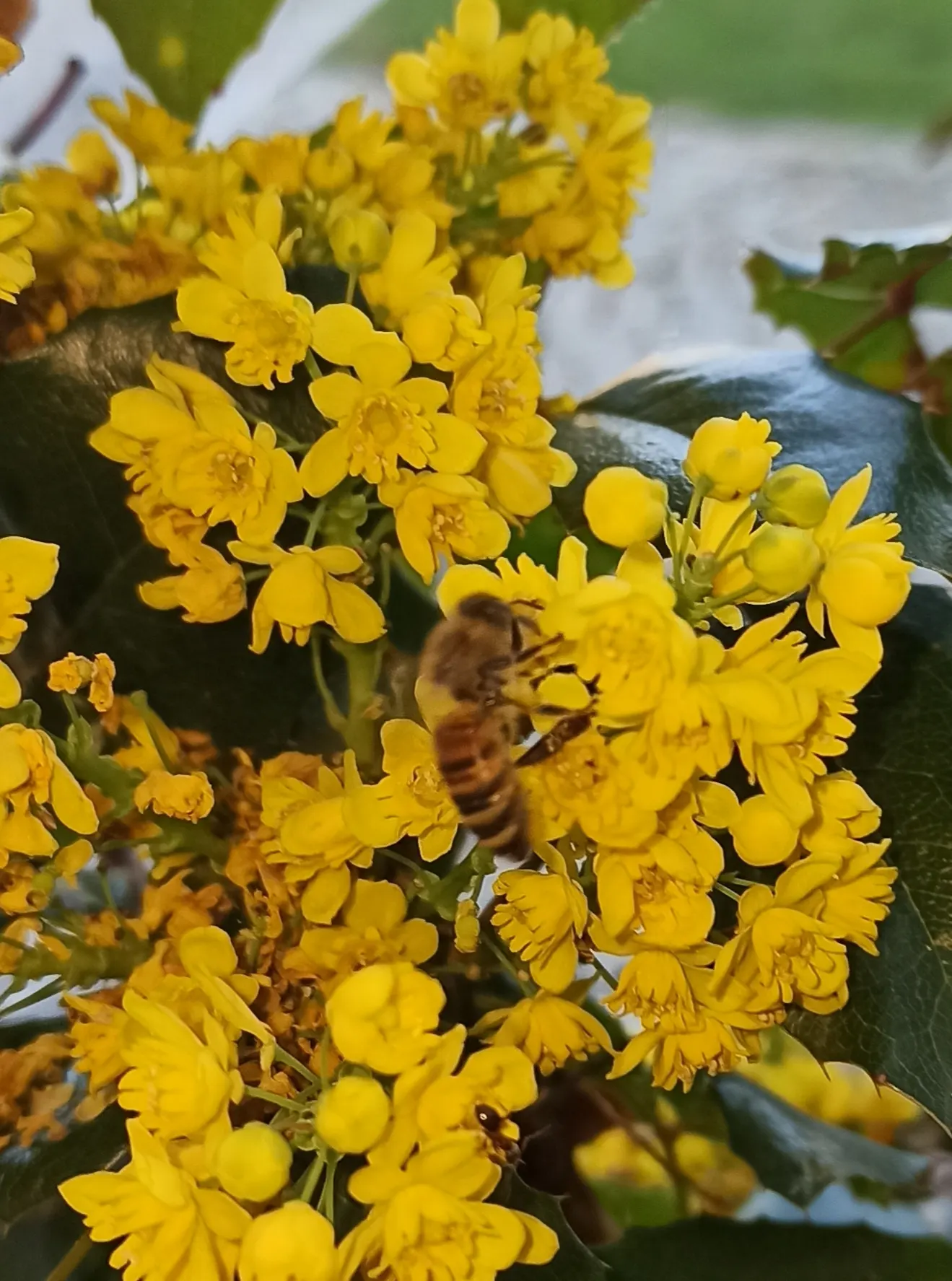 Oregon Grape (Mahonia Aquifolium) — Oregon Grape (Mahonia aquifolium) is an evergreen shrub with holly-like leaves, reaching heights of 3-6ft, image 151