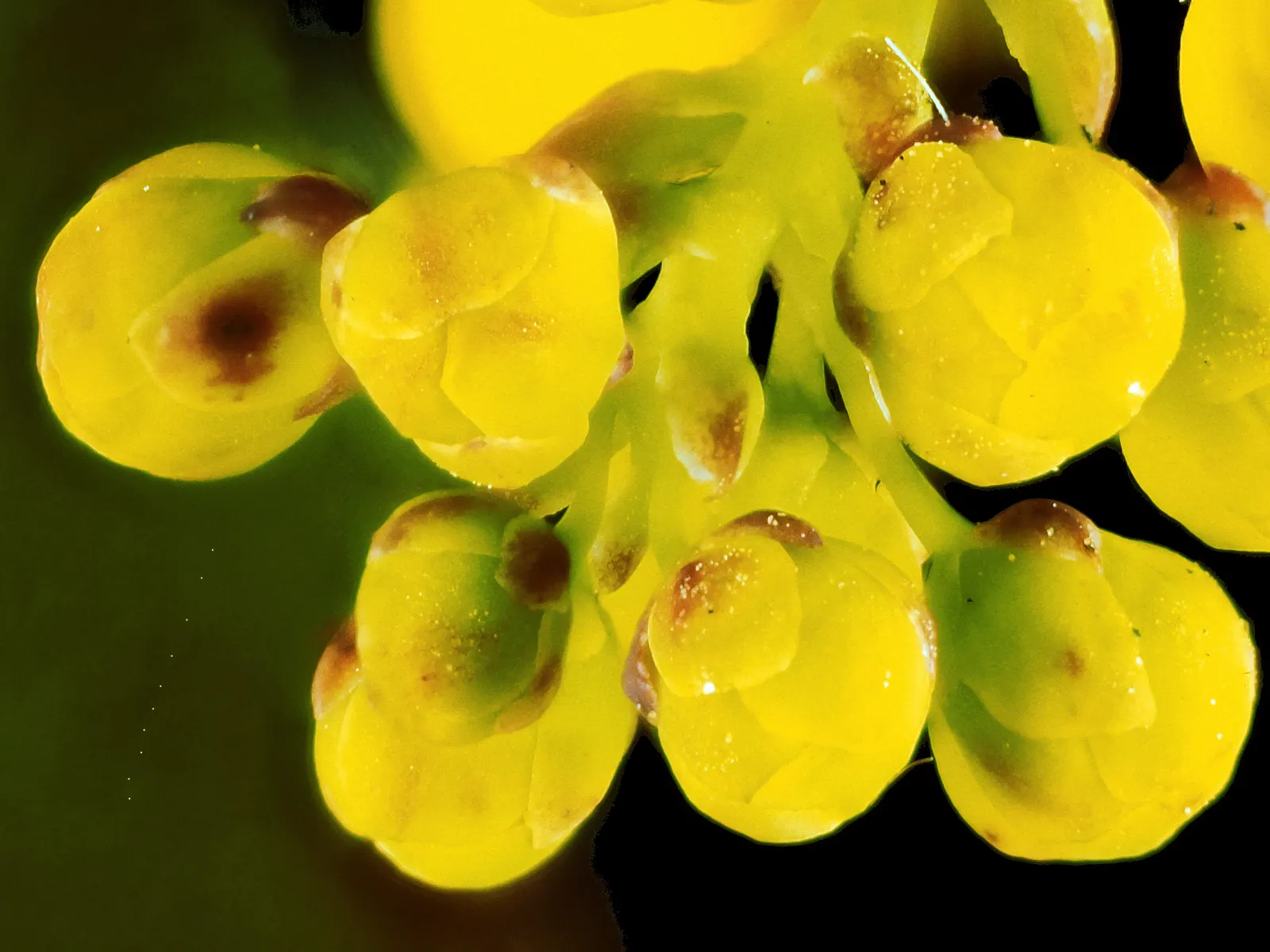 Oregon Grape (Mahonia Aquifolium) — This low-maintenance plant thrives in partial to full shade; each close to 3 inches in length, image 63