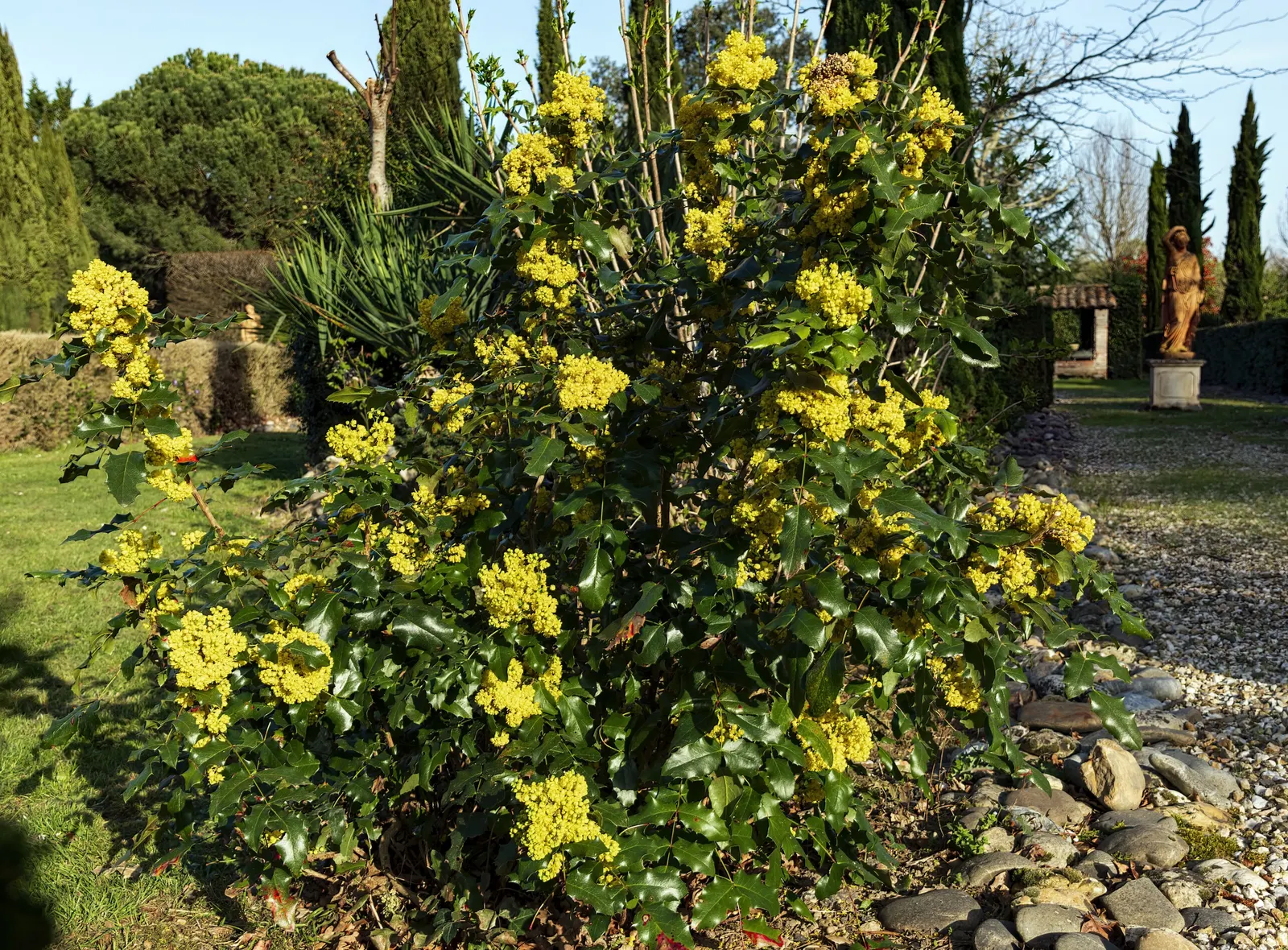 Oregon Grape (Mahonia Aquifolium) — It serves as an excellent ground cover or barrier plant; is a distinguished evergreen shrub native to the, image 96
