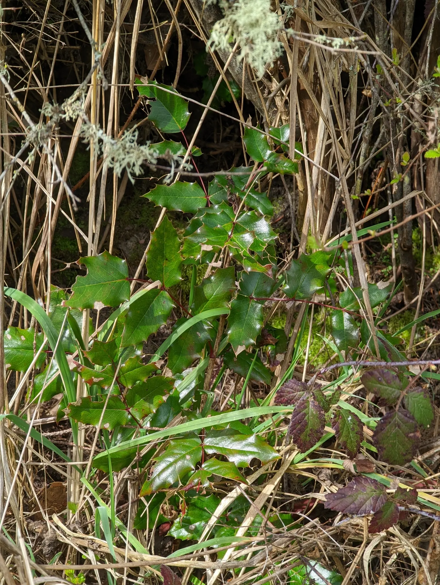 Oregon Grape (Mahonia Aquifolium) — It is admired for both its ornamental and ecological value; offering year-round interest and attracting local, image 100