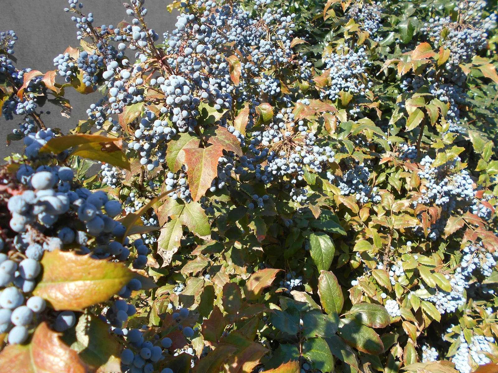 Oregon Grape (Mahonia Aquifolium) — With a moderate growth rate; though it tolerates full sun in cooler climates, image 72