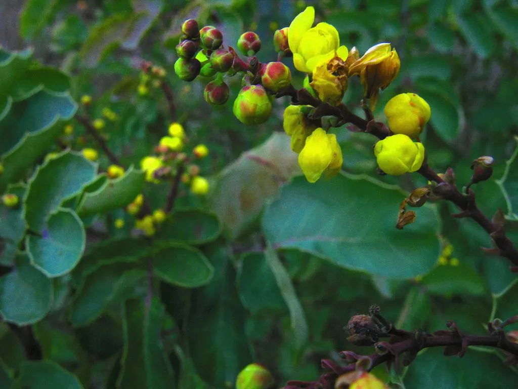 Oregon Grape (Mahonia Aquifolium) — It is admired for both its ornamental and ecological value; offering year-round interest and attracting local, image 160