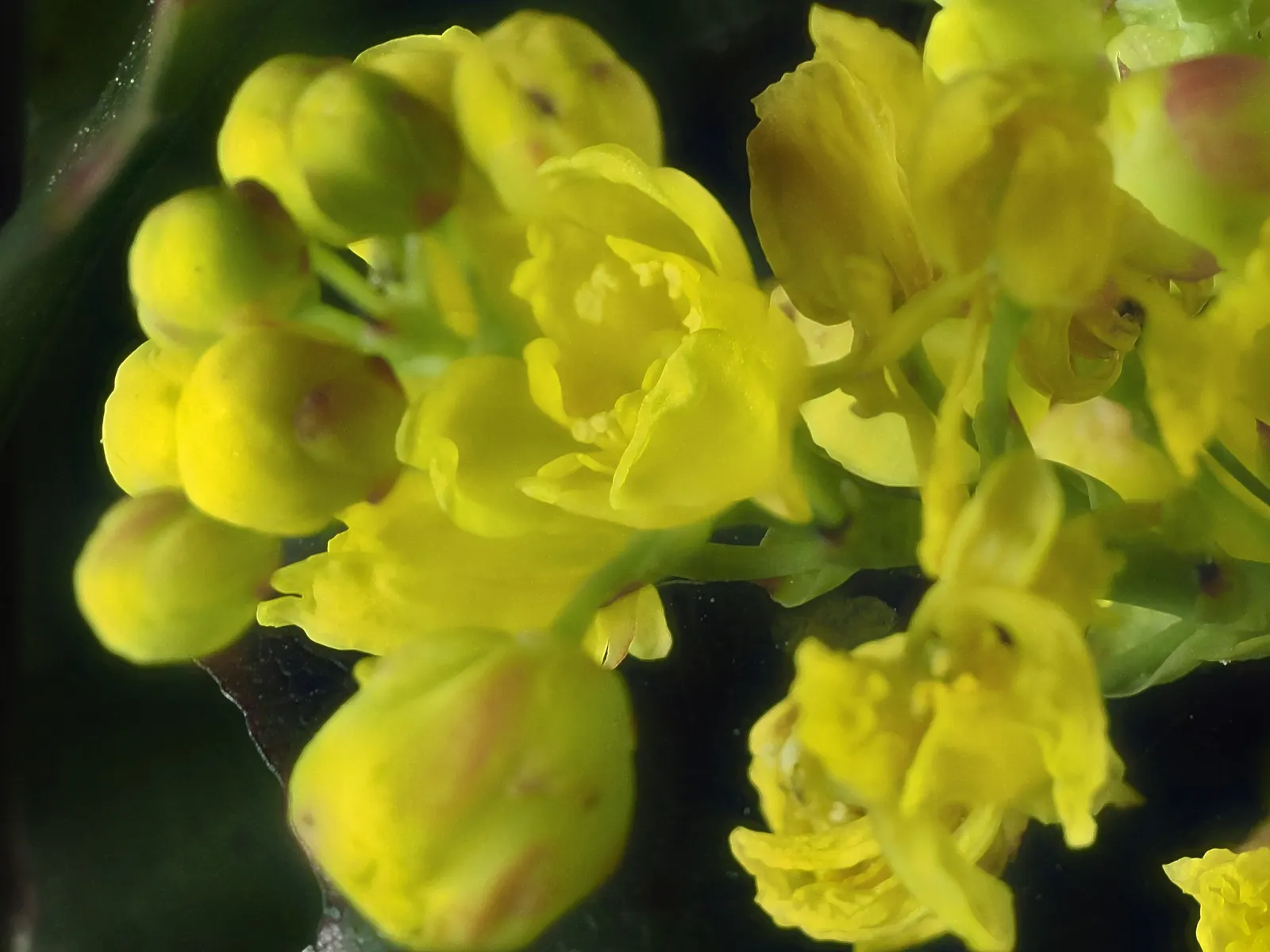Oregon Grape (Mahonia Aquifolium) — offering year-round interest and attracting local wildlife with its nectar and fruits; these dark green, glossy, image 67
