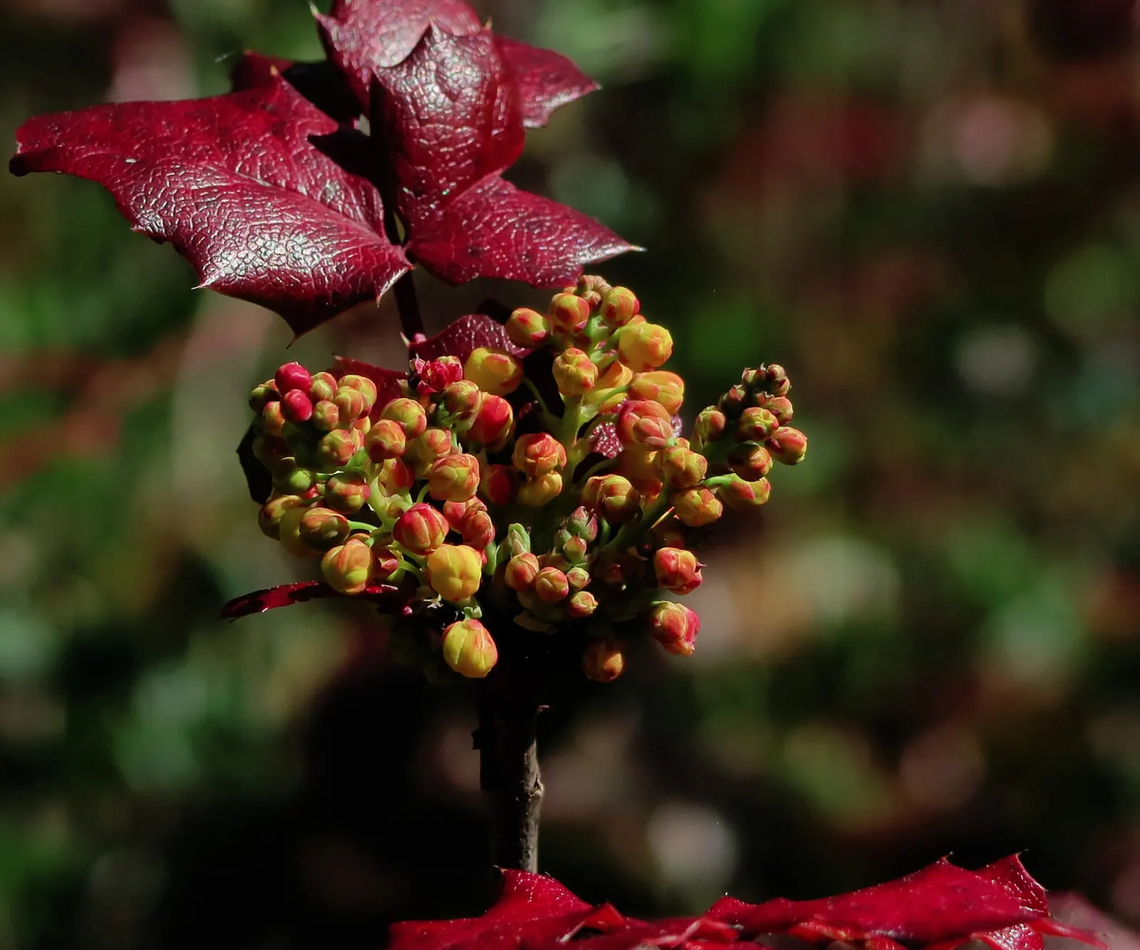 Oregon Grape (Mahonia Aquifolium) — requiring minimal care beyond occasional pruning to maintain its dense; it serves as an excellent ground cover, image 87