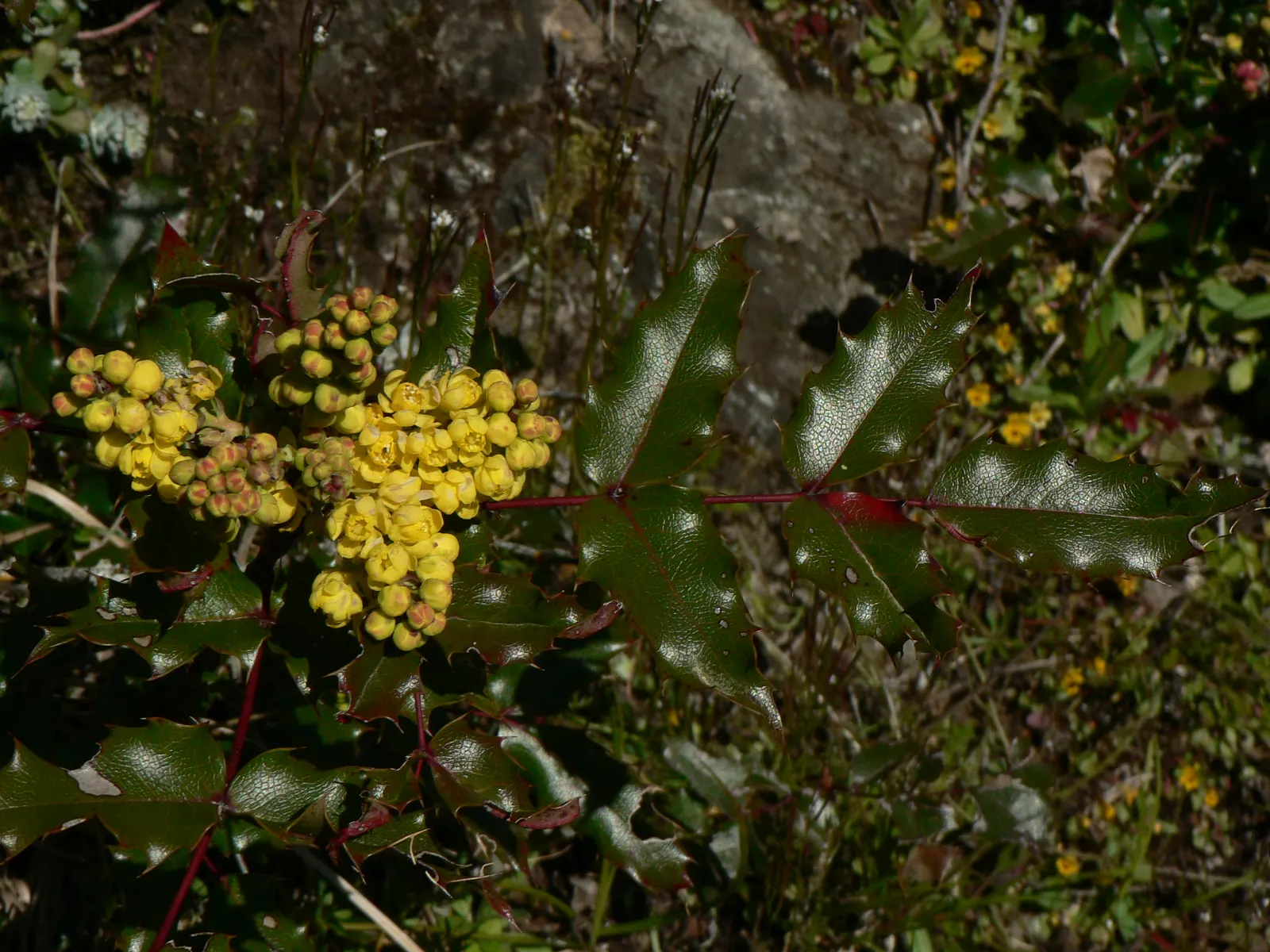 Oregon Grape (Mahonia Aquifolium) — and each leaflet measuring up to 3 inches long; with a moderate growth rate, image 75