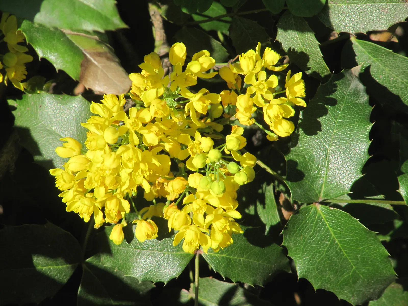 Oregon Grape (Mahonia Aquifolium) — These dark green, glossy leaves provide year-round interest and turn into a striking bronze-red in the winter, image 76