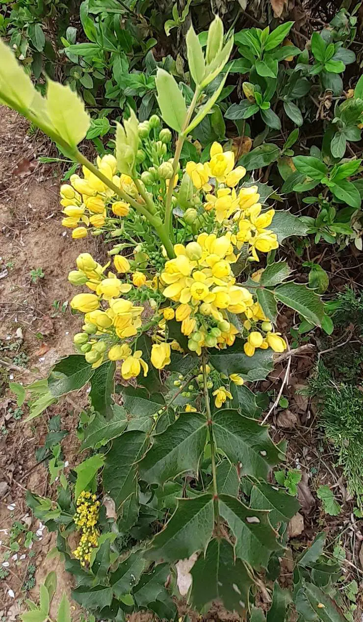 Oregon Grape (Mahonia Aquifolium) — is a distinguished evergreen shrub native to the Pacific Northwest; broadleaf evergreen / shrub for full or, image 99
