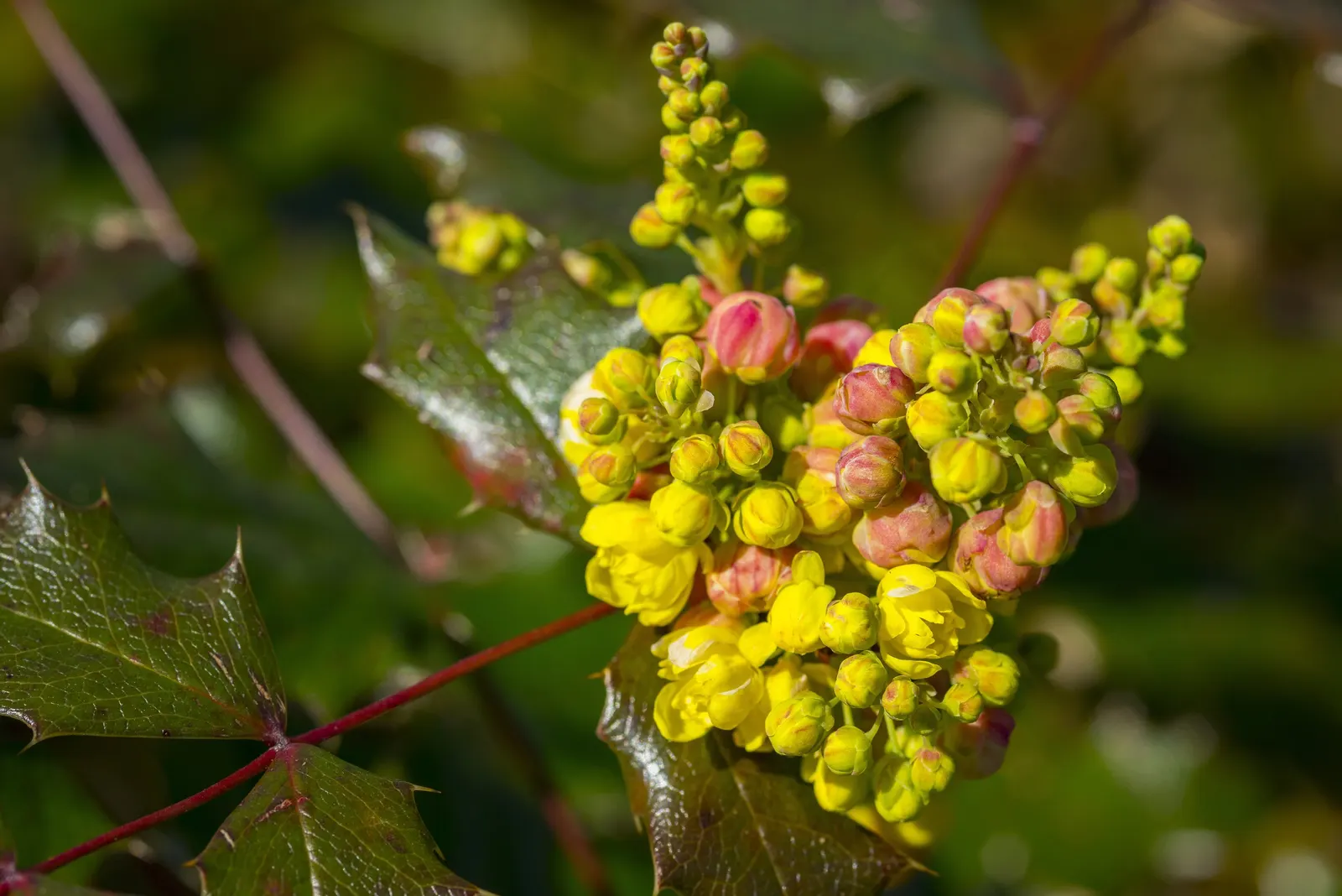 Oregon Grape (Mahonia Aquifolium) — though it tolerates full sun in cooler climates; provided that the soil is not overly wet, image 81