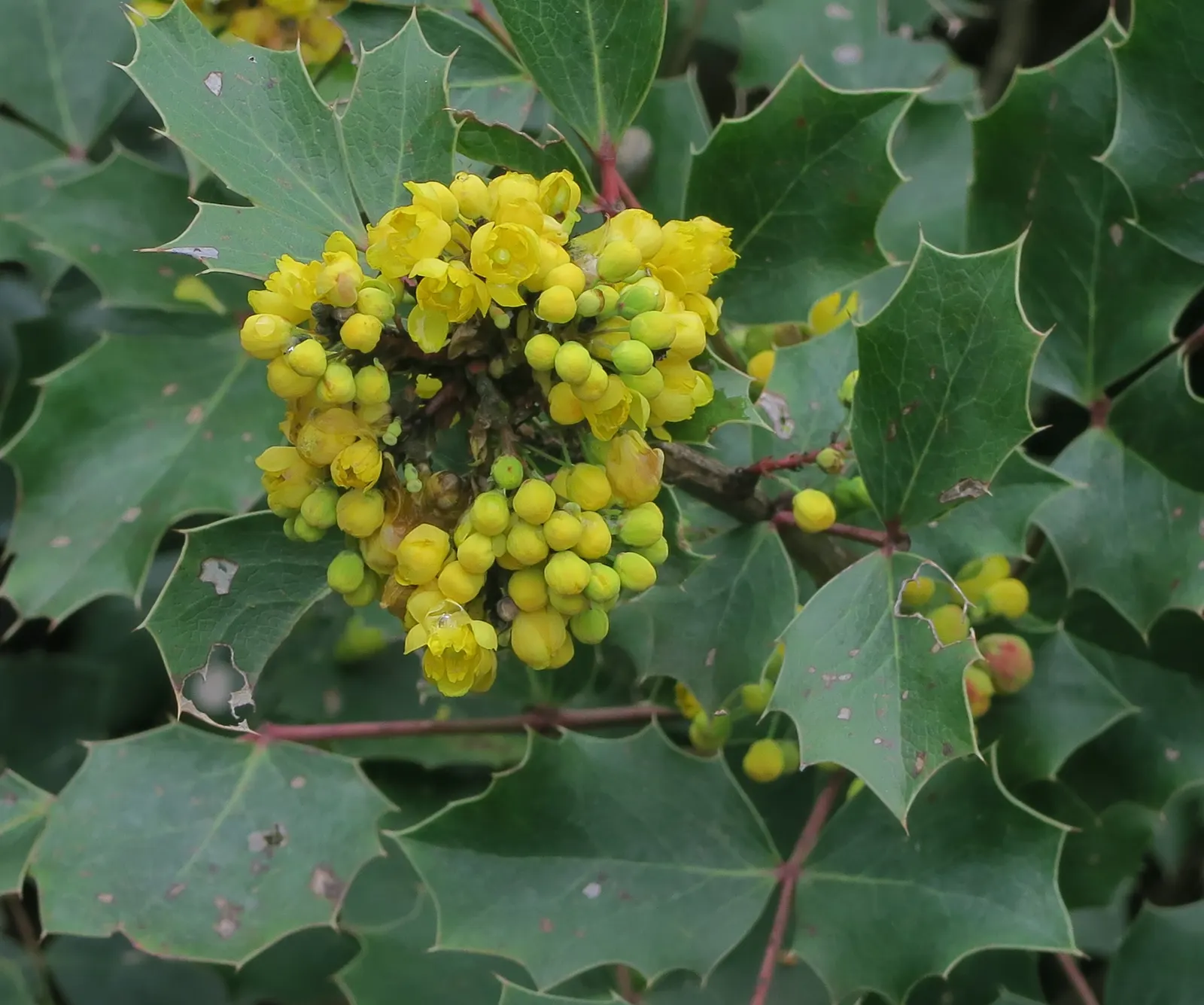 Oregon Grape (Mahonia Aquifolium) — provided that the soil is not overly wet; and each leaflet measuring up to 3 inches long, image 84