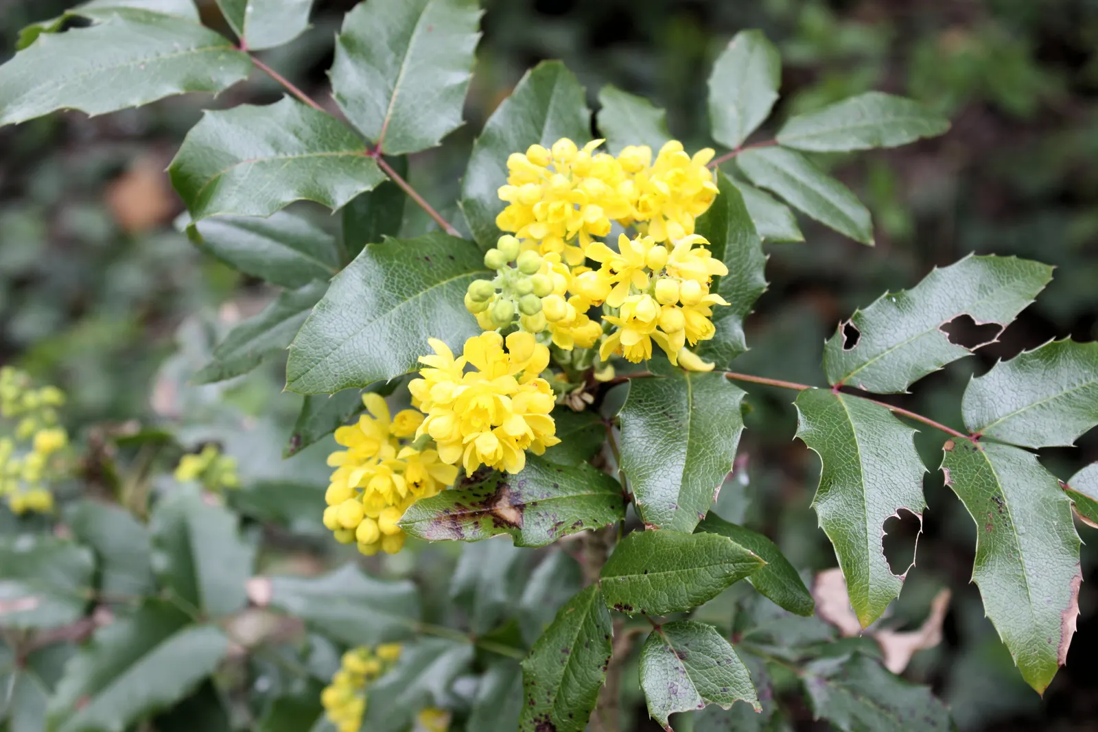 Oregon Grape (Mahonia Aquifolium) — prefers well-drained soil; drought tolerant once established, image 94