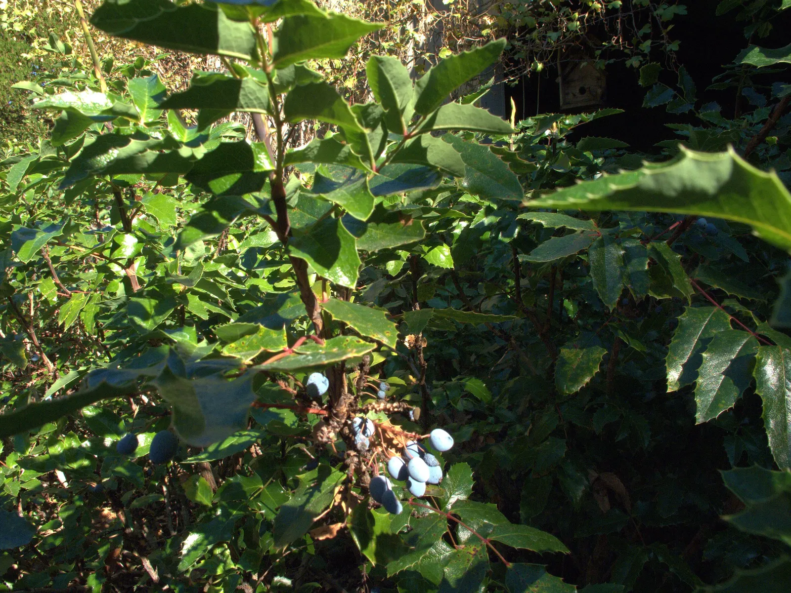 Oregon Grape (Mahonia Aquifolium) — though it tolerates full sun in cooler climates; provided that the soil is not overly wet