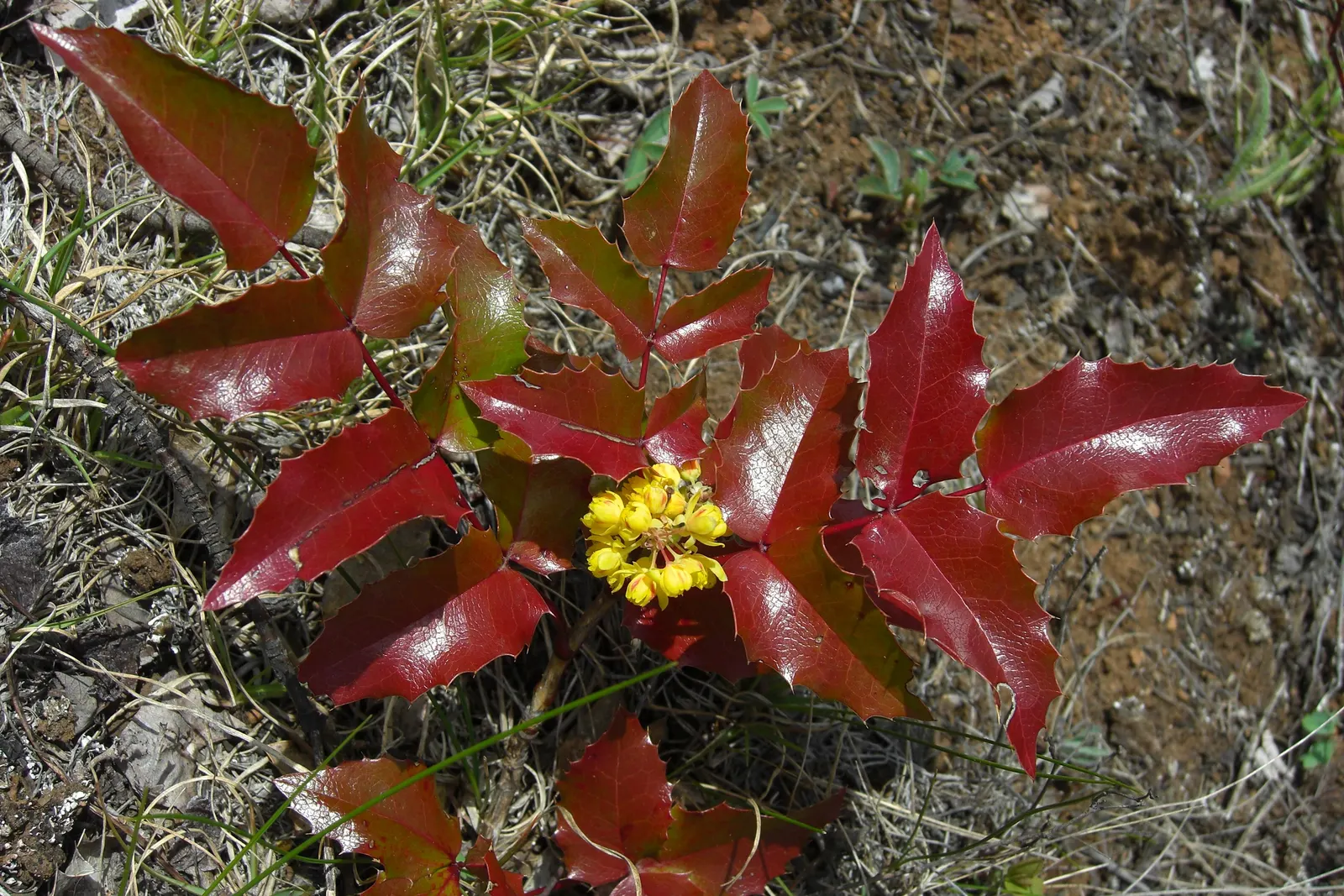 Oregon Grape (Mahonia Aquifolium) — Oregon Grape (Mahonia aquifolium) is an evergreen shrub with holly-like leaves, reaching heights of 3-6ft, image 91