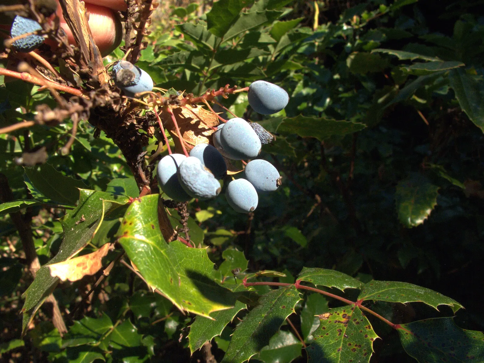 Oregon Grape (Mahonia Aquifolium) — broadleaf evergreen / shrub with yellow blooms; attract various bird species