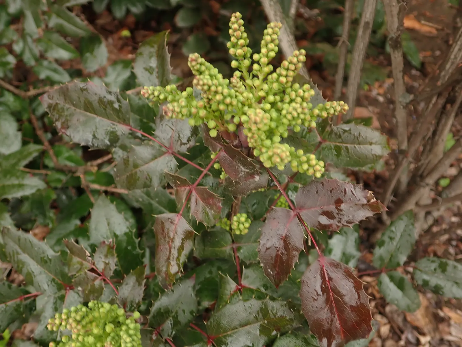 Oregon Grape (Mahonia Aquifolium) — and is hardy to -20&deg;F; its yellow flowers bloom in early spring, followed by purple-blue berries, image 95