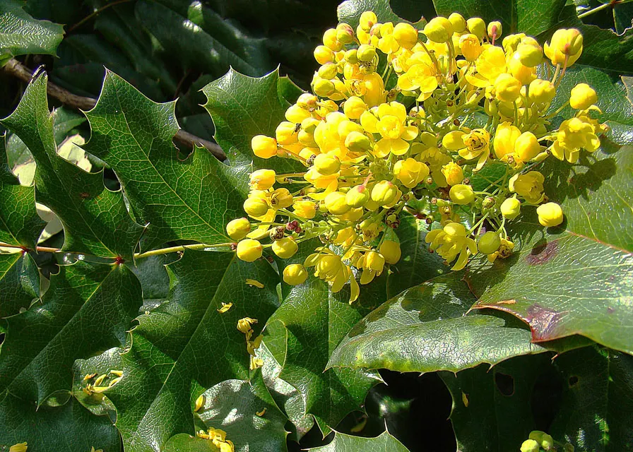 Oregon Grape (Mahonia Aquifolium) — being an excellent choice for the thoughtful landscape designer; with 5 to 9 leaflets per leaf, image 71