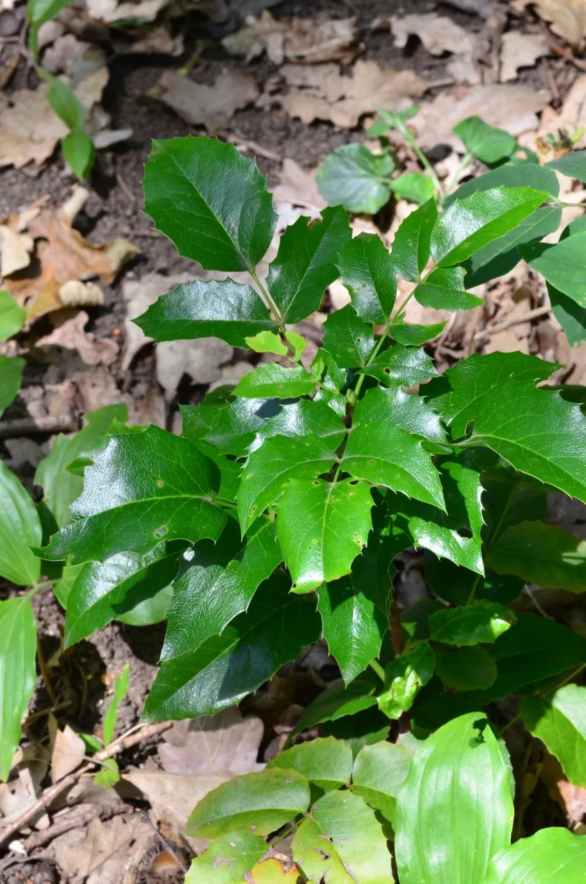 Oregon Grape (Mahonia Aquifolium) — Drought tolerant once established; it is adaptable to a range of soil conditions, image 85