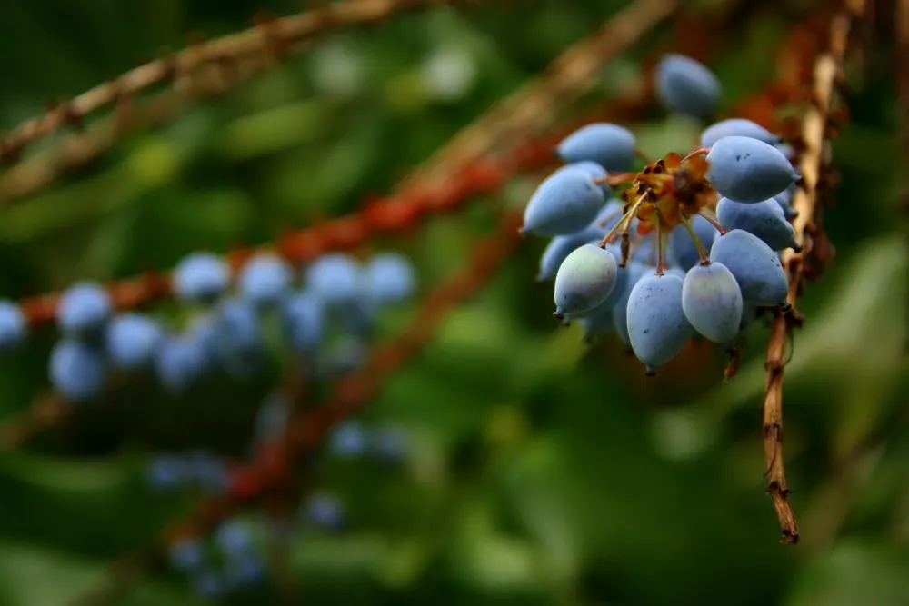 Oregon Grape (Mahonia Aquifolium) — yellow flowers in the garden; this plant typically achieves a height of 3 to 6 feet and spreads approximately 2 to 5 feet