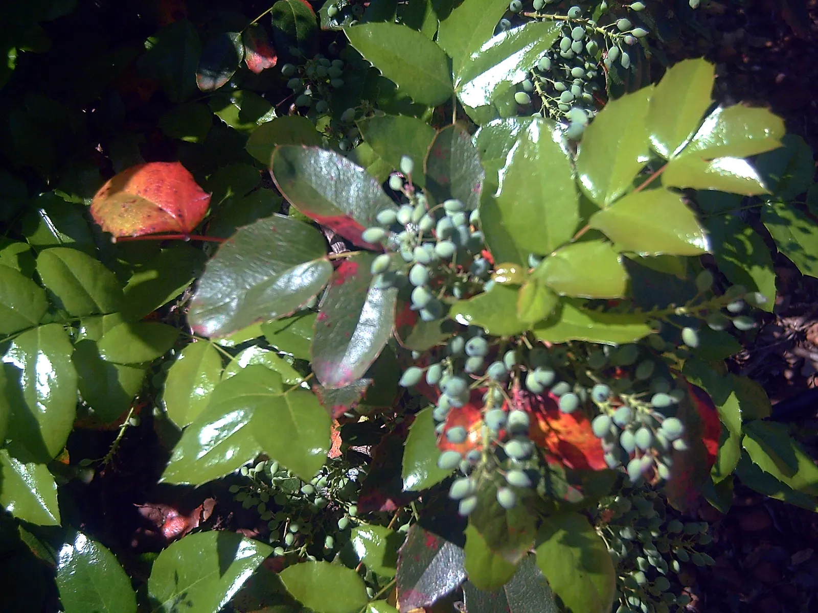 Oregon Grape (Mahonia Aquifolium) — It is adaptable to a range of soil conditions; oregon Grape (Mahonia aquifolium) is an evergreen shrub with, image 82