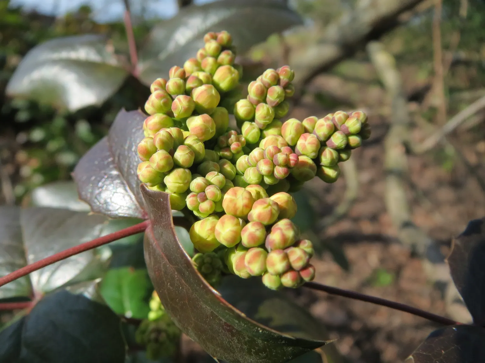 Oregon Grape (Mahonia Aquifolium) — These dark green, glossy leaves provide year-round interest and turn into a striking bronze-red in the winter, image 136