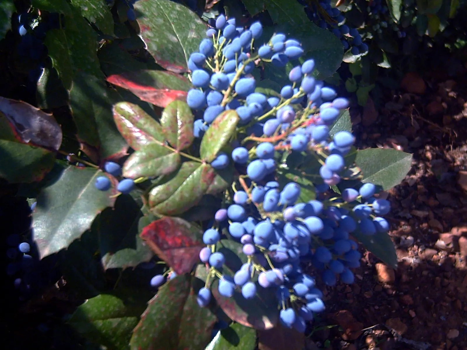 Oregon Grape (Mahonia Aquifolium) — prefers well-drained soil; drought tolerant once established, image 154