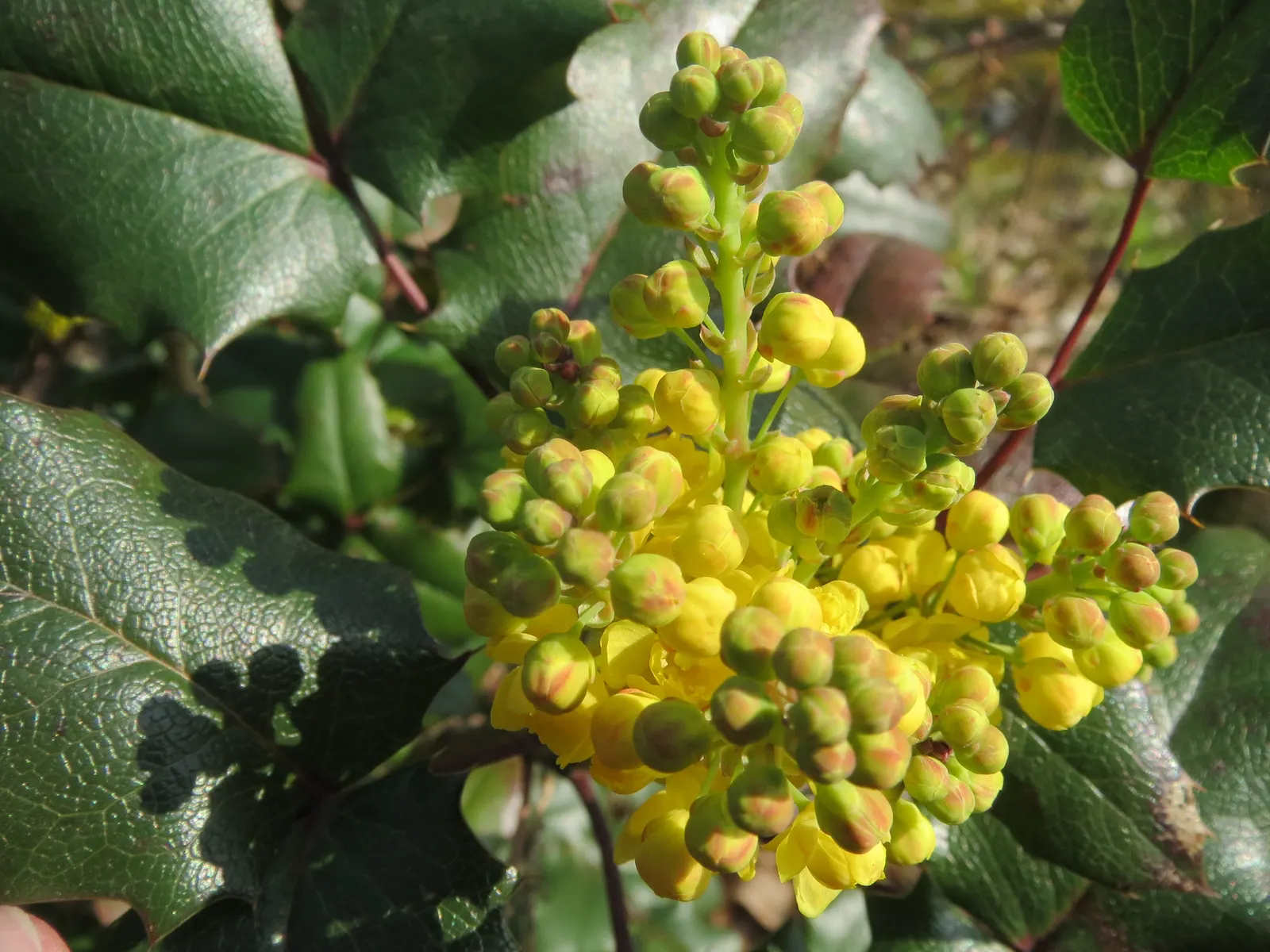 Oregon Grape (Mahonia Aquifolium) — Drought tolerant once established; it is adaptable to a range of soil conditions, image 175