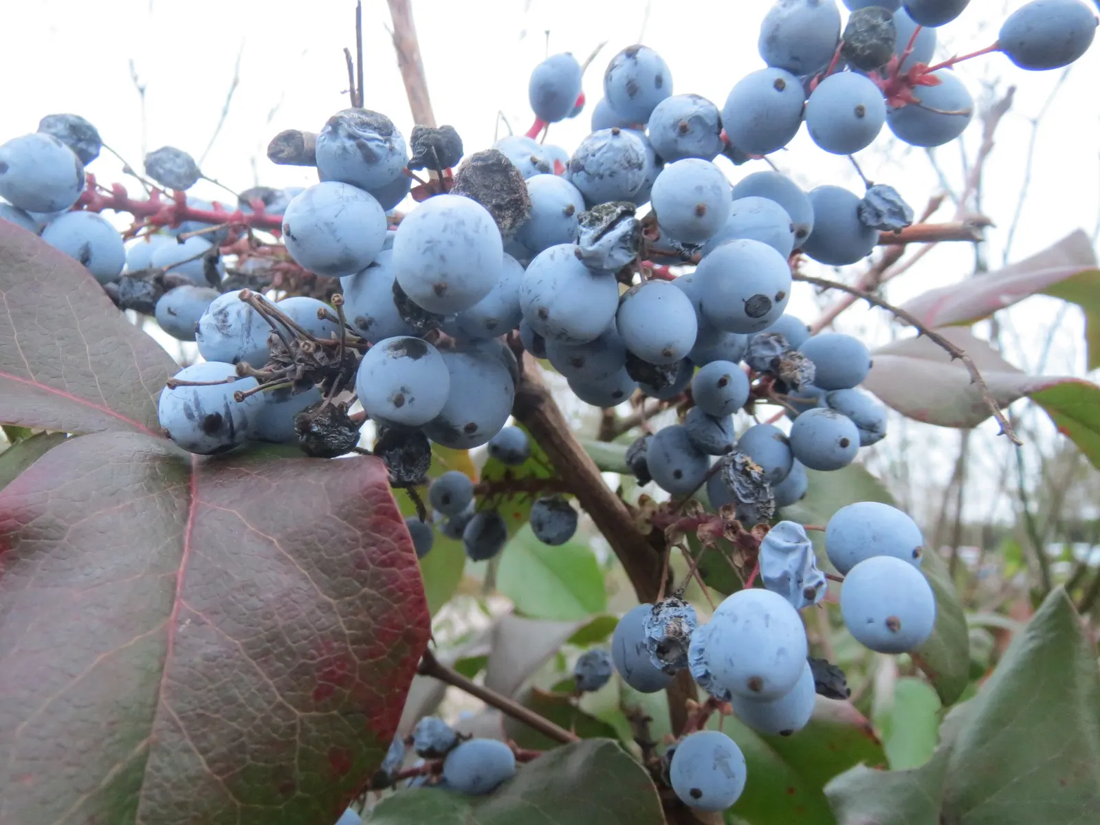 Oregon Grape (Mahonia Aquifolium) — provided that the soil is not overly wet; and each leaflet measuring up to 3 inches long, image 144