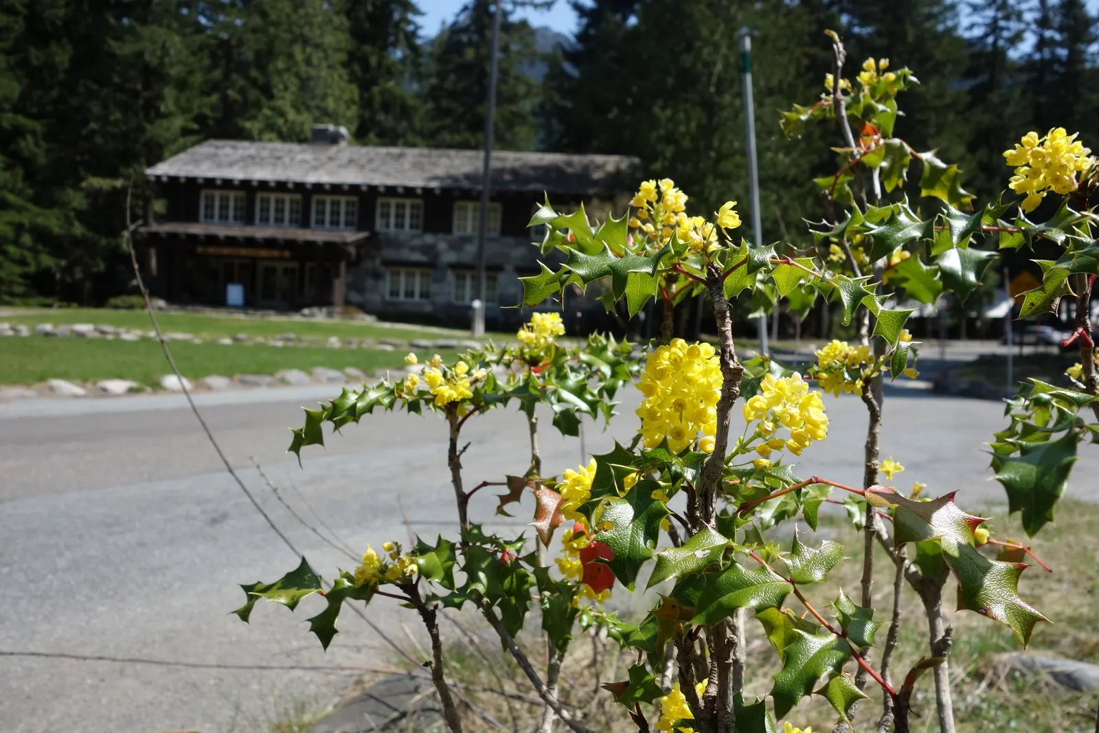 Oregon Grape (Mahonia Aquifolium) — from well-drained sandy soil to clay; scientifically known as Mahonia aquifolium, image 143