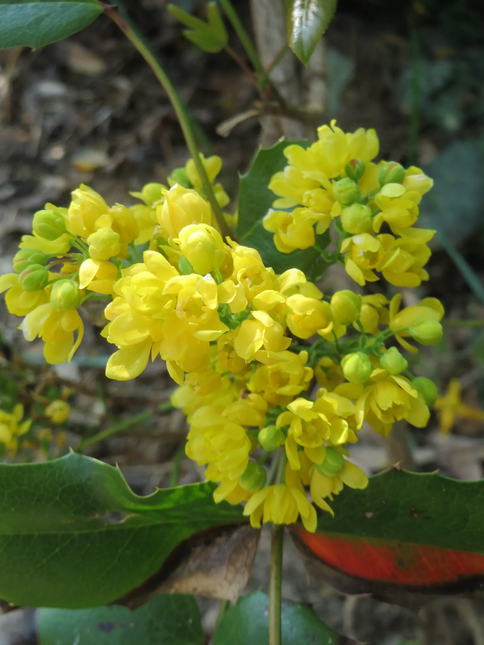 Oregon Grape (Mahonia Aquifolium) — It is admired for both its ornamental and ecological value; offering year-round interest and attracting local, image 190
