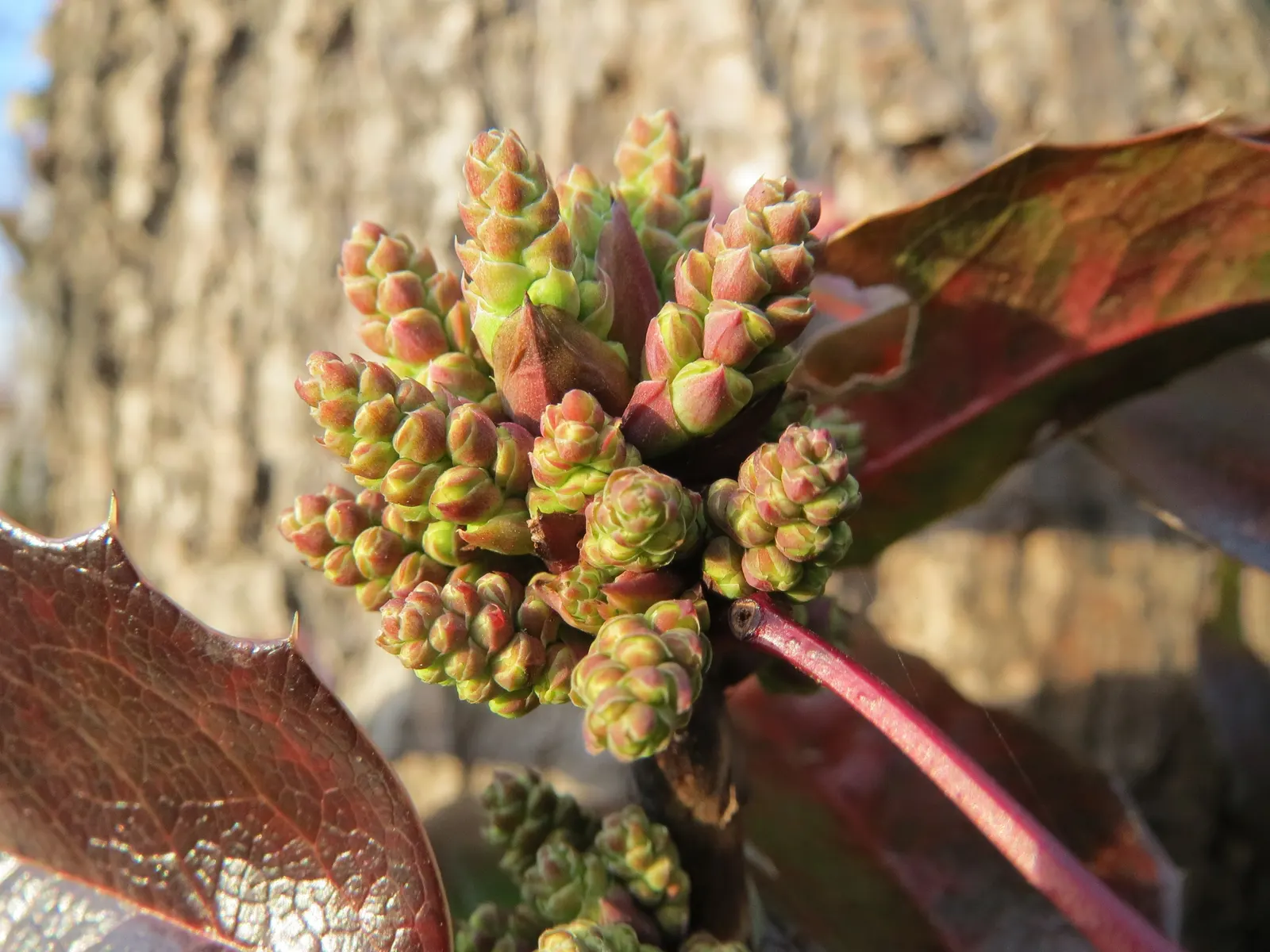 Oregon Grape (Mahonia Aquifolium) — It is adaptable to a range of soil conditions; oregon Grape (Mahonia aquifolium) is an evergreen shrub with, image 142