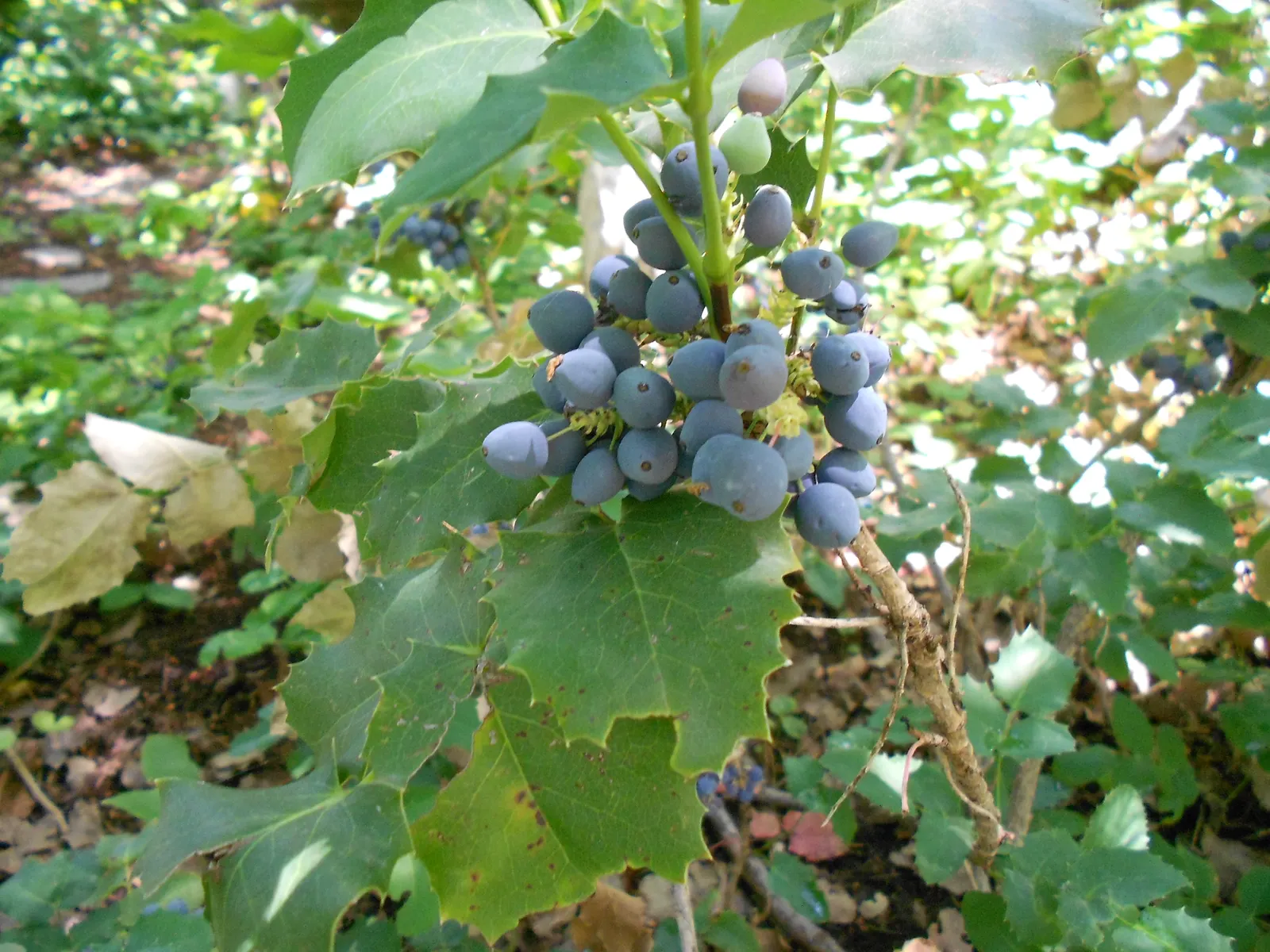 Oregon Grape (Mahonia Aquifolium) — Drought tolerant once established; it is adaptable to a range of soil conditions, image 145