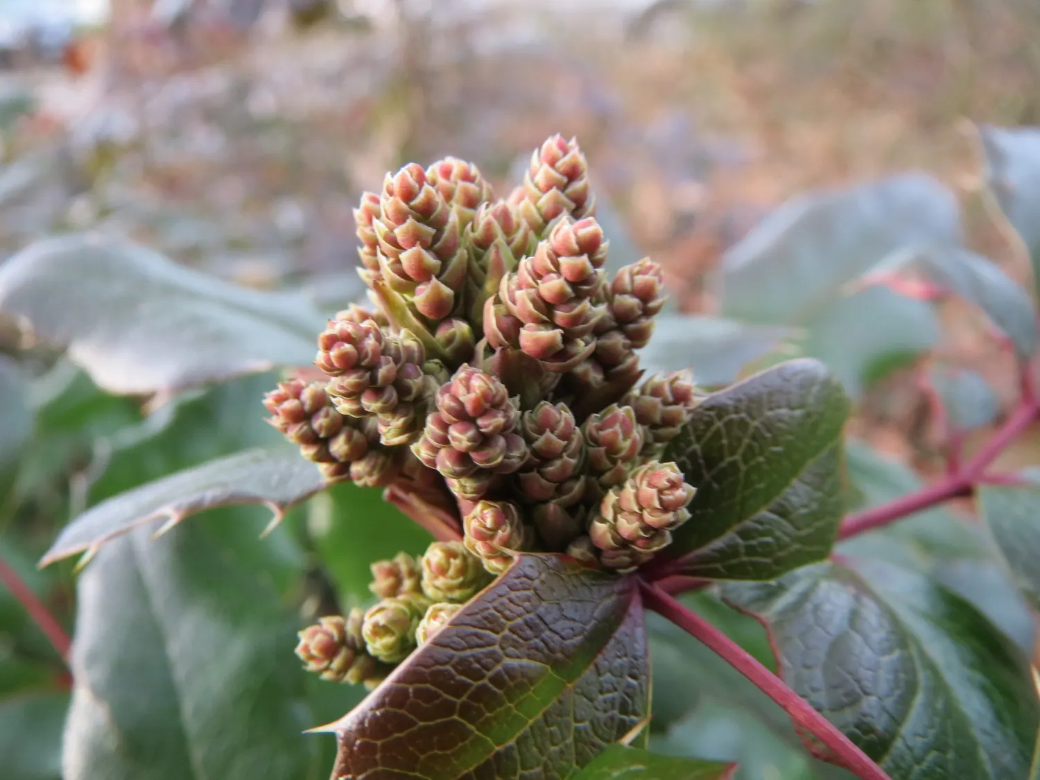 Oregon Grape (Mahonia Aquifolium) — is a distinguished evergreen shrub native to the Pacific Northwest; broadleaf evergreen / shrub for full or, image 189
