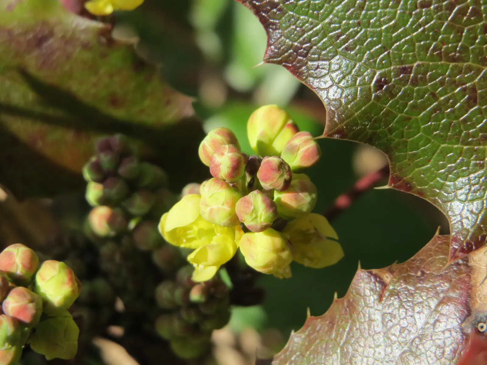Oregon Grape (Mahonia Aquifolium) — yellow flowers in the garden; this plant typically achieves a height of 3 to 6 feet and spreads approximately 2, image 178