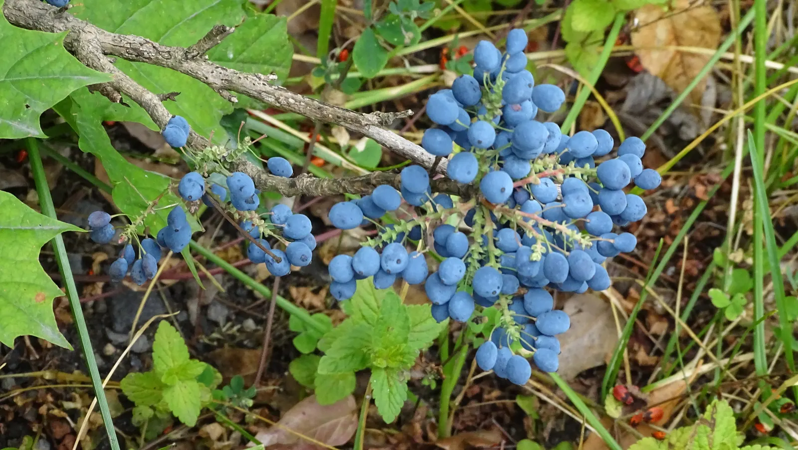 Oregon Grape (Mahonia Aquifolium) — from well-drained sandy soil to clay; scientifically known as Mahonia aquifolium, image 113
