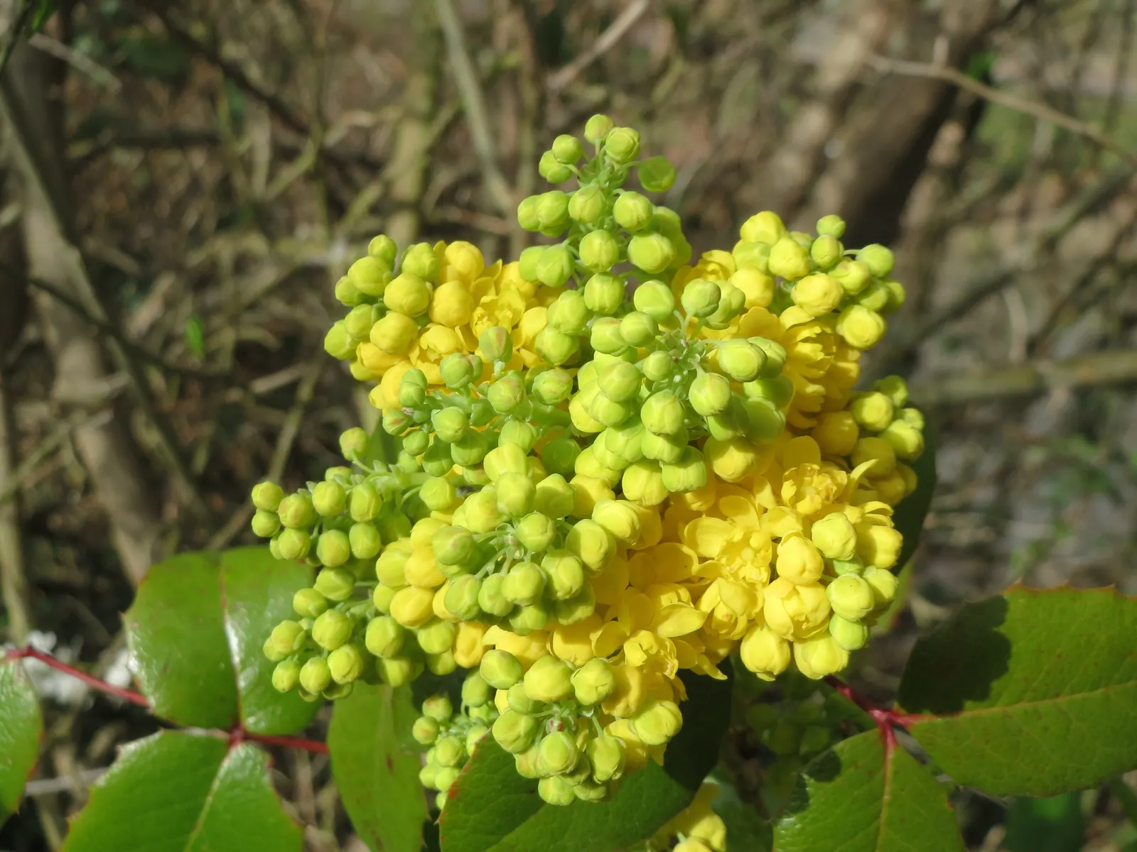 Oregon Grape (Mahonia Aquifolium) — It is admired for both its ornamental and ecological value; offering year-round interest and attracting local wildlife with