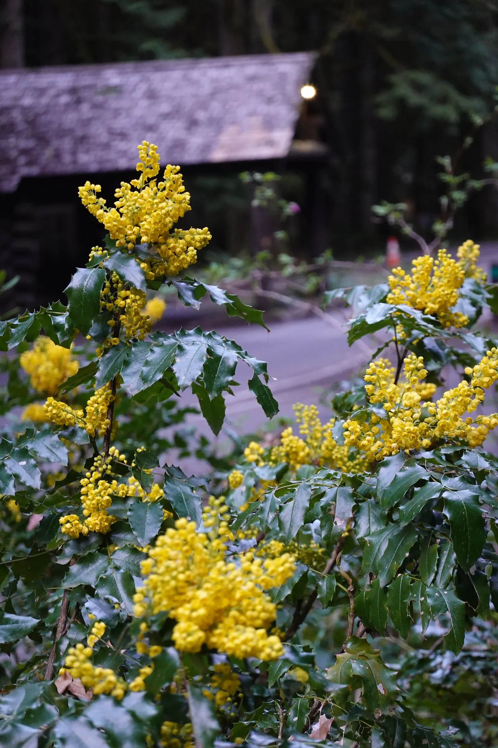 Oregon Grape (Mahonia Aquifolium) — It is adaptable to a range of soil conditions; oregon Grape (Mahonia aquifolium) is an evergreen shrub with, image 112
