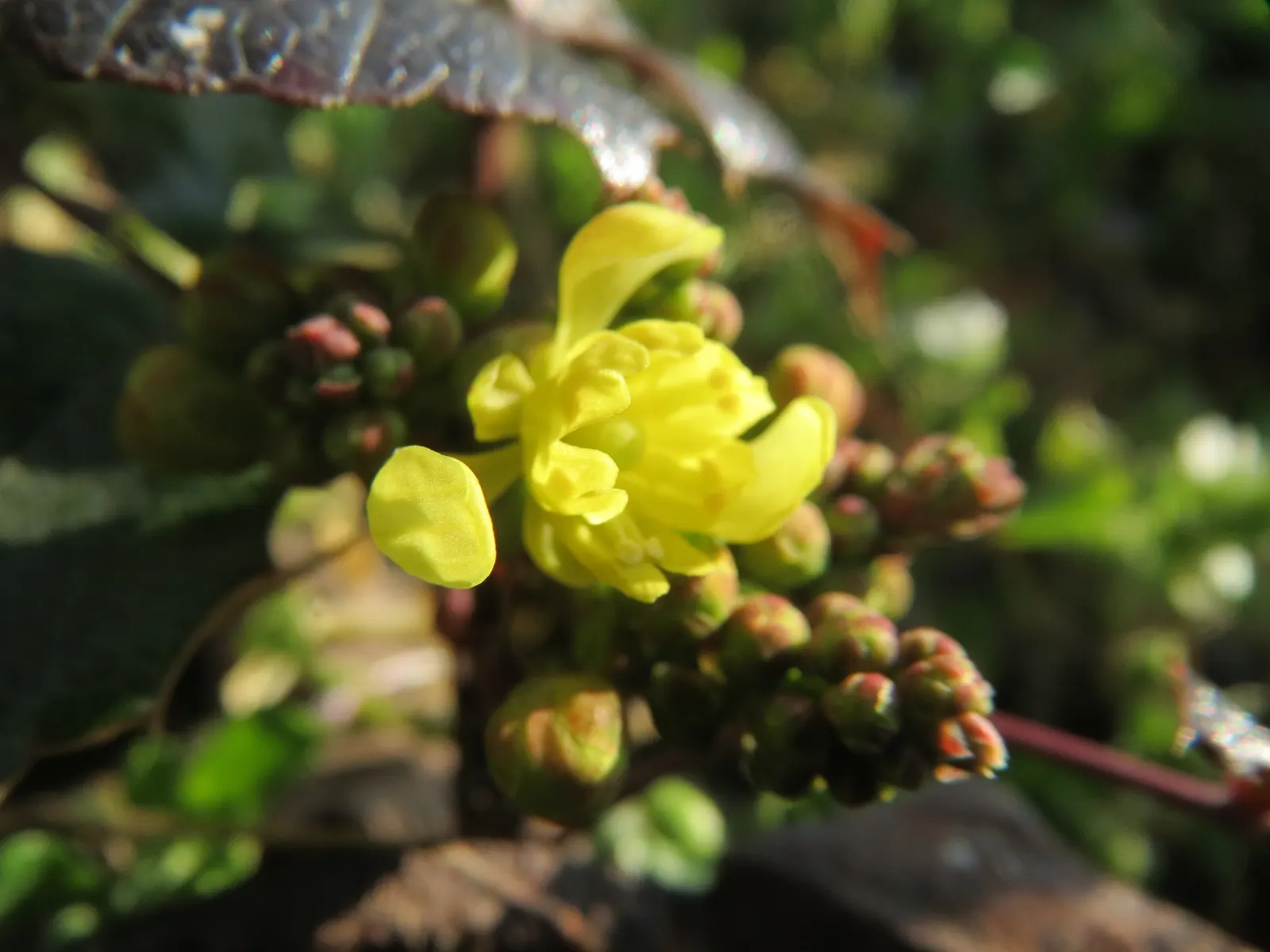 Oregon Grape (Mahonia Aquifolium) — offering year-round interest and attracting local wildlife with its nectar and fruits; these dark green, glossy, image 97