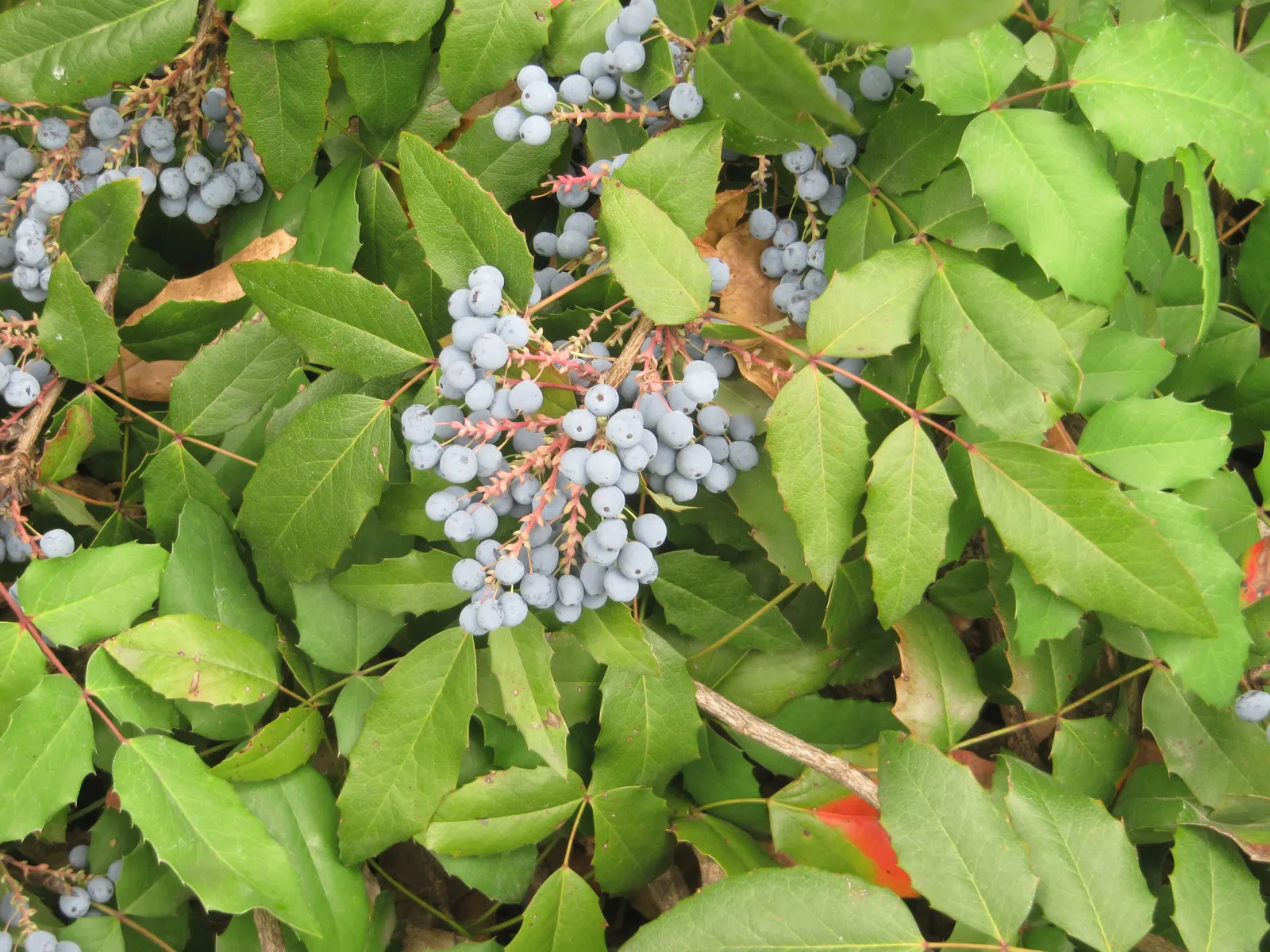 Oregon Grape (Mahonia Aquifolium) — broadleaf evergreen / shrub with yellow blooms; attract various bird species, image 89