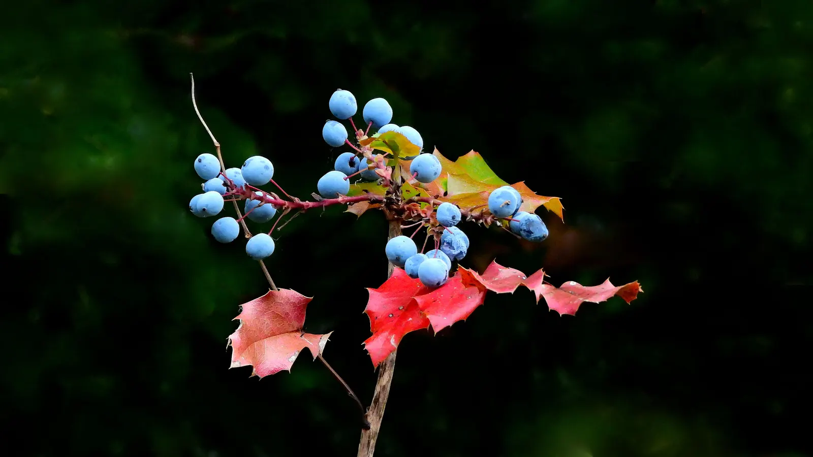 Oregon Grape (Mahonia Aquifolium) — attract various bird species; the Oregon Grape produces vibrant yellow flower clusters, image 110