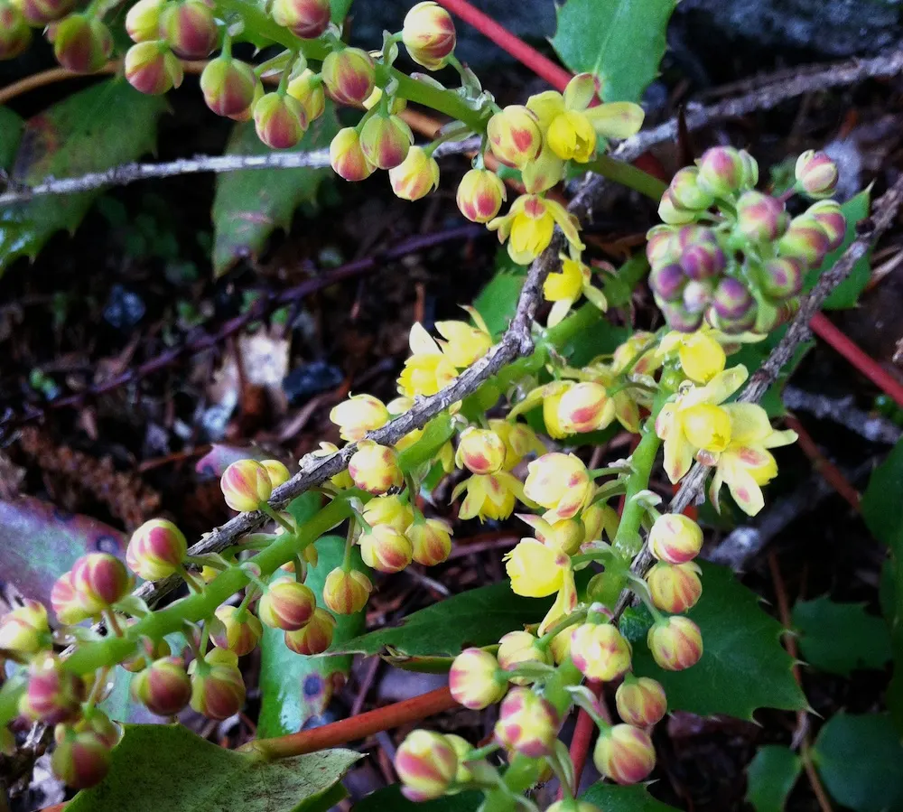 Oregon Grape (Mahonia Aquifolium) — Drought tolerant once established; it is adaptable to a range of soil conditions, image 115