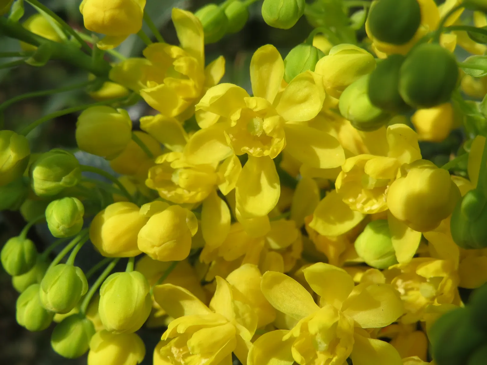 Oregon Grape (Mahonia Aquifolium) — the Oregon Grape produces vibrant yellow flower clusters; oregon Grape is a low-maintenance addition to the, image 167
