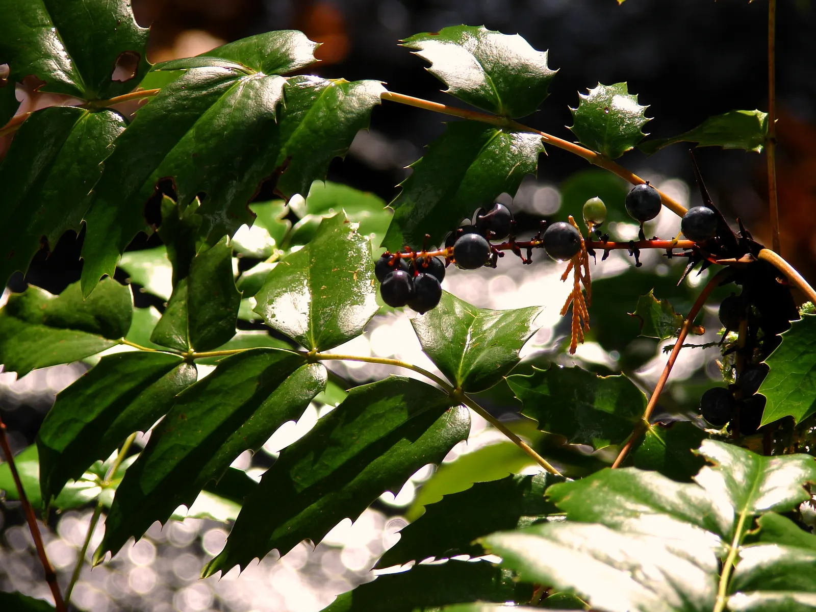 Oregon Grape (Mahonia Aquifolium) — and each leaflet measuring up to 3 inches long; with a moderate growth rate, image 135