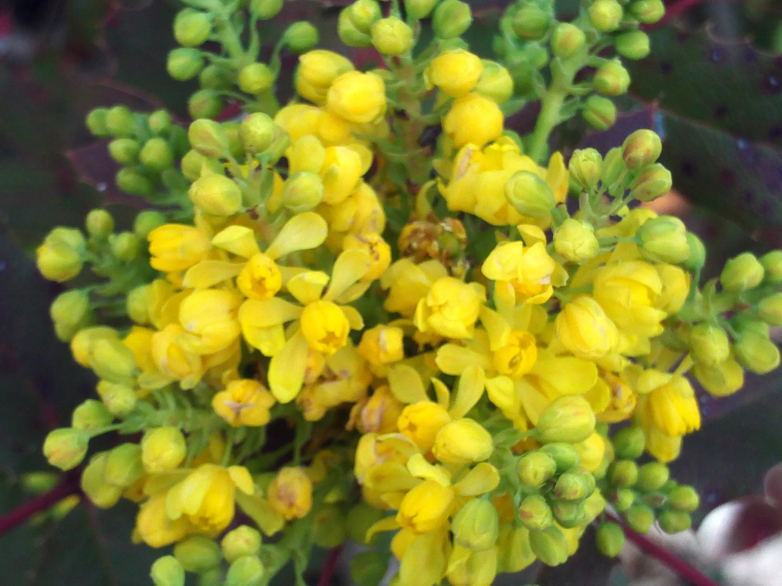 Oregon Grape (Mahonia Aquifolium) — provided that the soil is not overly wet; and each leaflet measuring up to 3 inches long, image 114