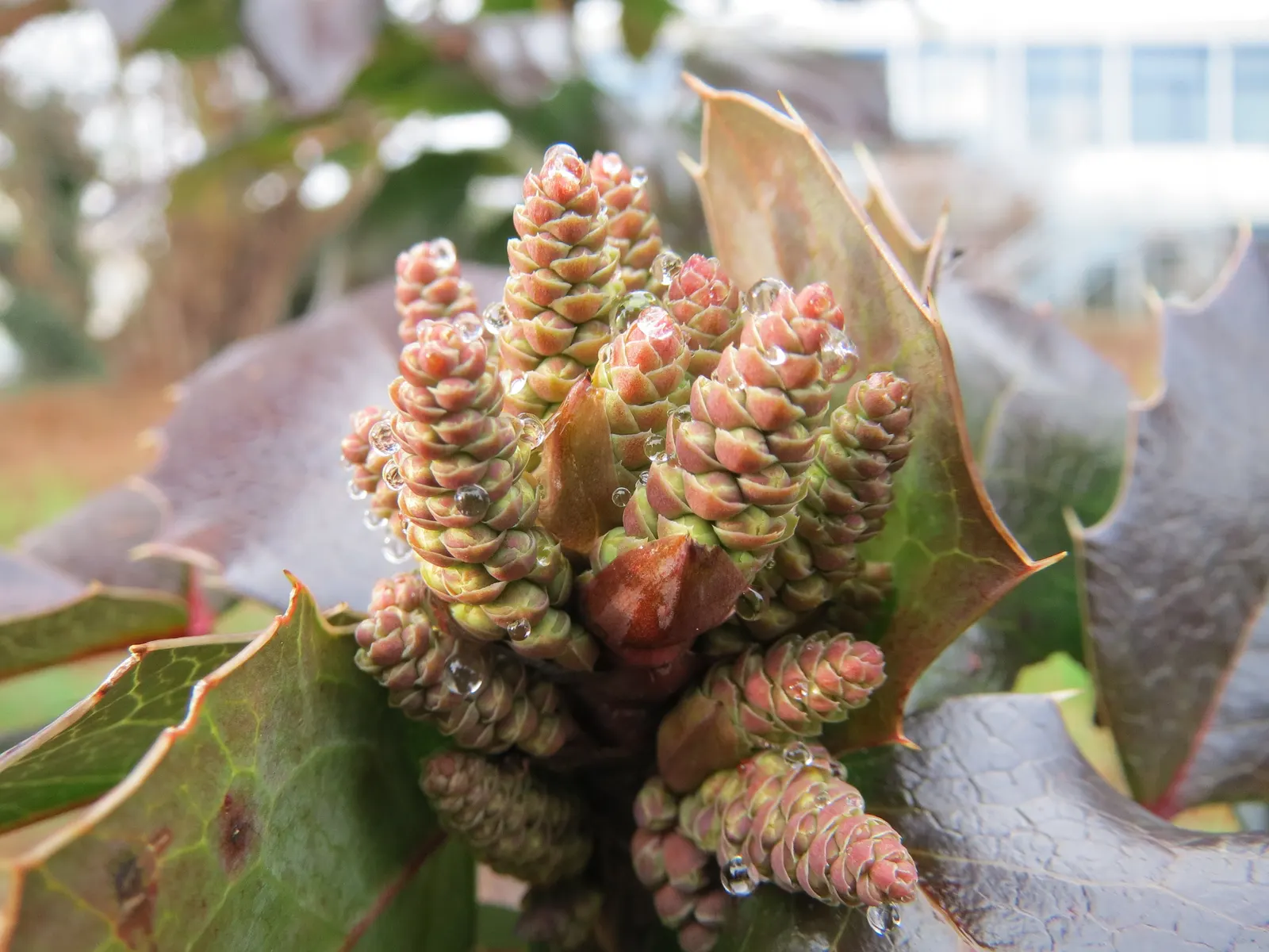 Oregon Grape (Mahonia Aquifolium) — requiring minimal care beyond occasional pruning to maintain its dense; it serves as an excellent ground cover, image 177