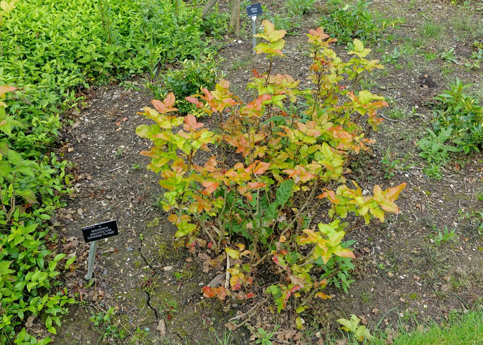 Oregon Grape (Mahonia Aquifolium) — with 5 to 9 leaflets per leaf; and is hardy to -20&deg;F, image 104