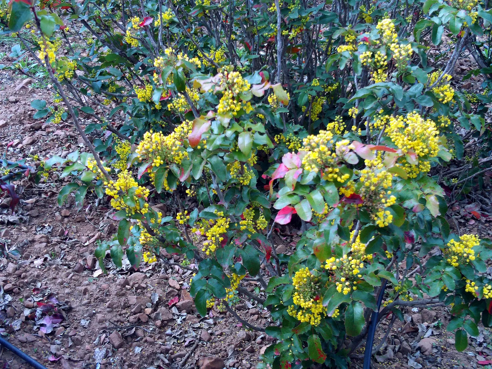 Oregon Grape (Mahonia Aquifolium) — These dark green, glossy leaves provide year-round interest and turn into a striking bronze-red in the winter, image 106