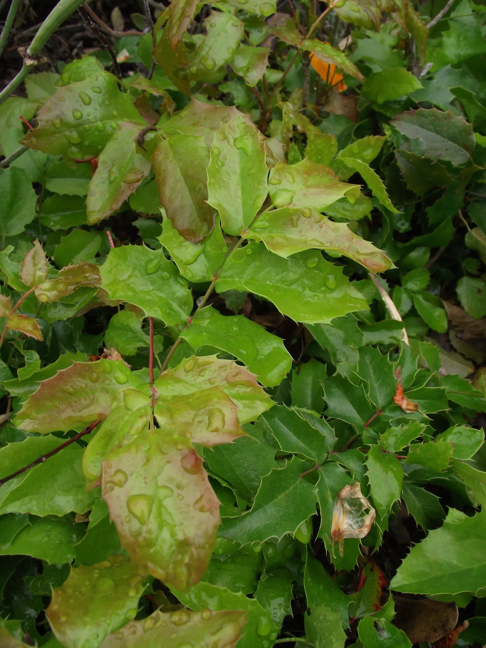 Oregon Grape (Mahonia Aquifolium) — though it tolerates full sun in cooler climates; provided that the soil is not overly wet, image 111