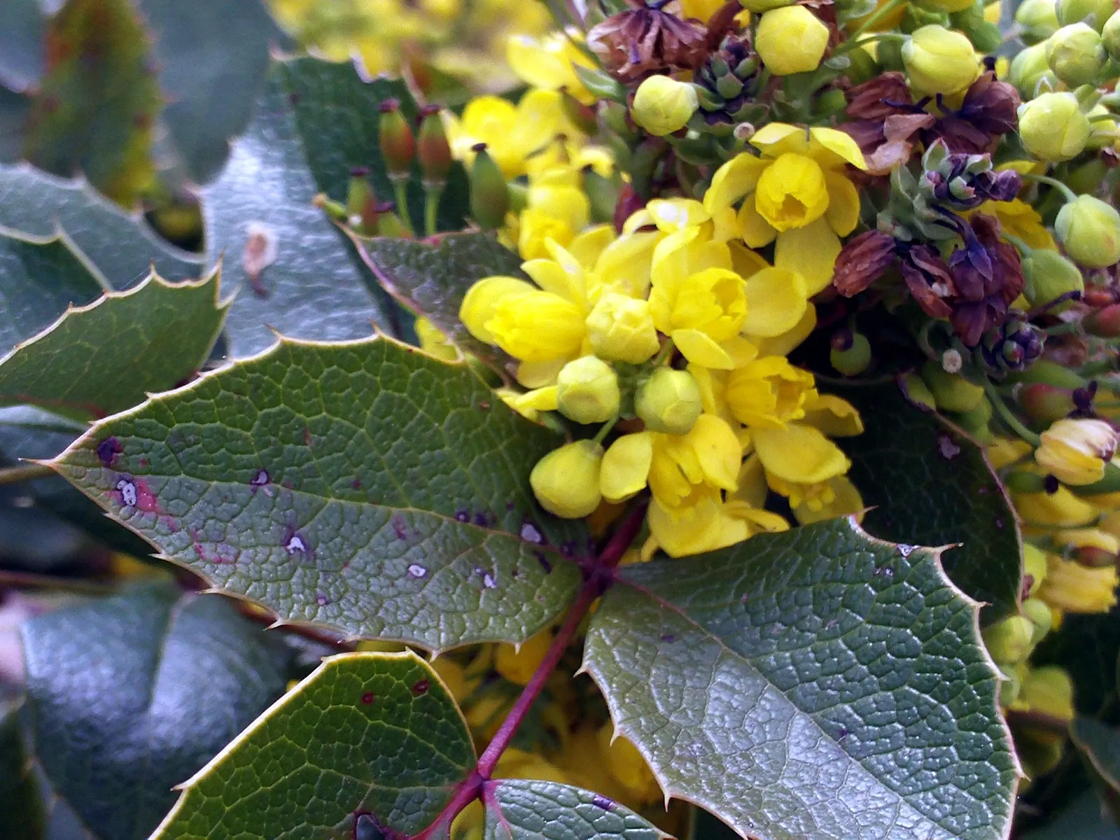Oregon Grape (Mahonia Aquifolium) — the Oregon Grape produces vibrant yellow flower clusters; oregon Grape is a low-maintenance addition to the, image 107