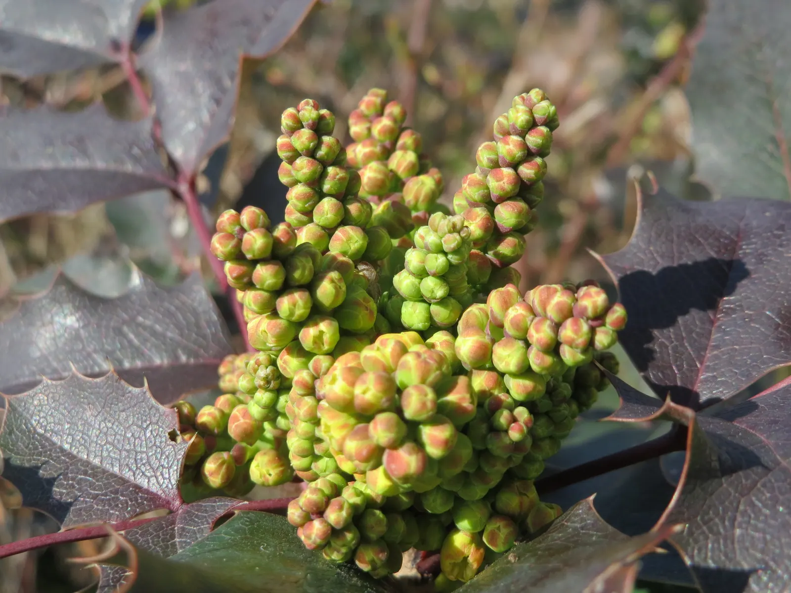 Oregon Grape (Mahonia Aquifolium) — broadleaf evergreen / shrub for full or half or shade; requiring minimal care beyond occasional pruning to, image 180