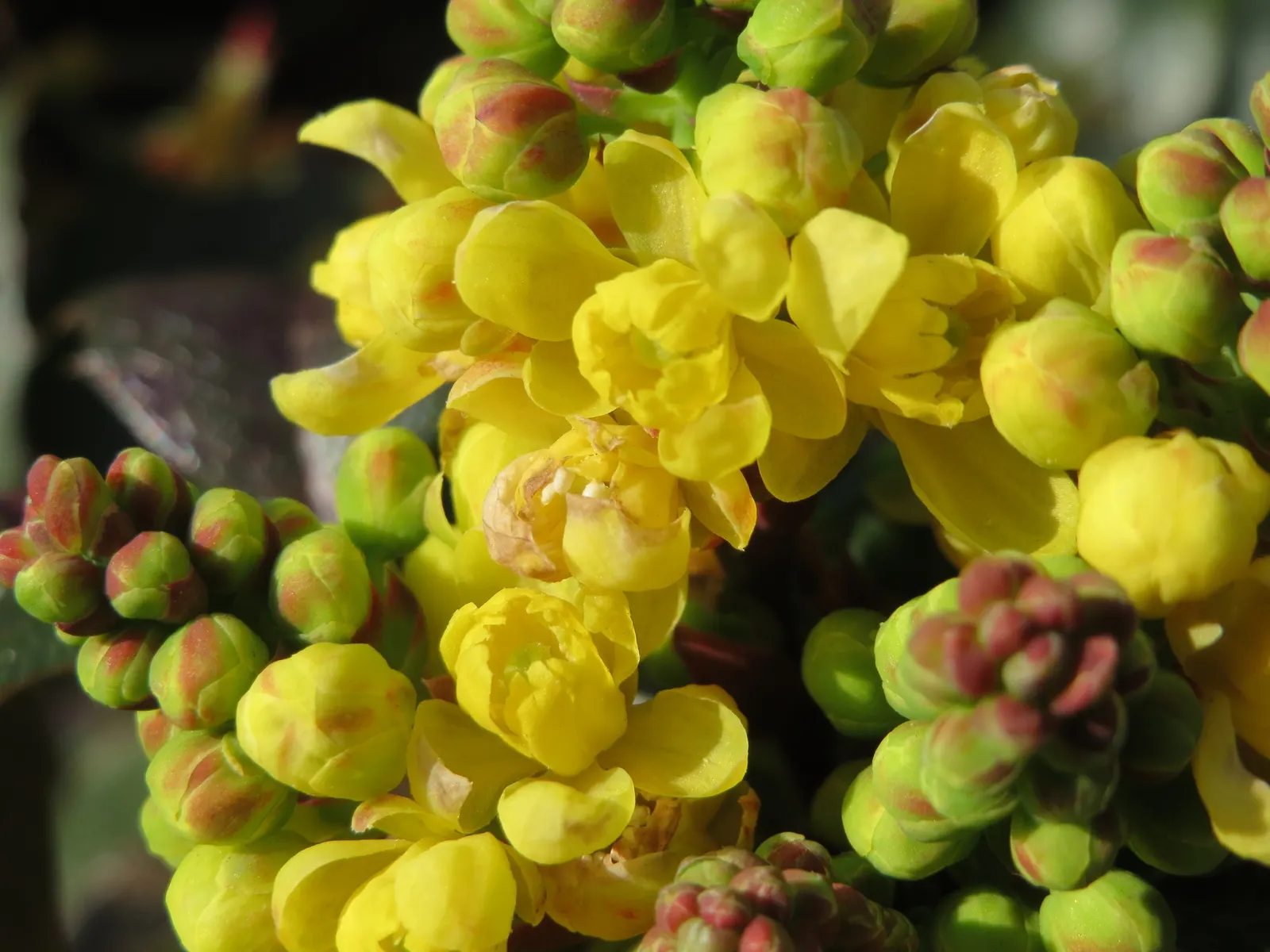 Oregon Grape (Mahonia Aquifolium) — scientifically known as Mahonia aquifolium; from well-drained sandy soil to clay, image 188