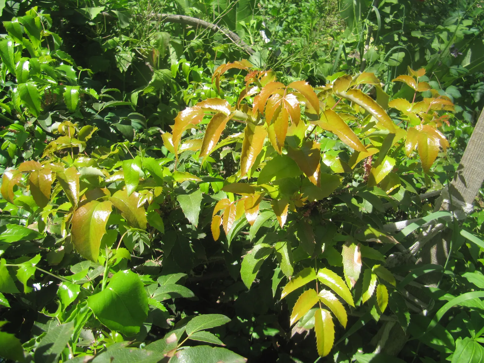 Oregon Grape (Mahonia Aquifolium) — each close to 3 inches in length; this low-maintenance plant thrives in partial to full shade, image 108